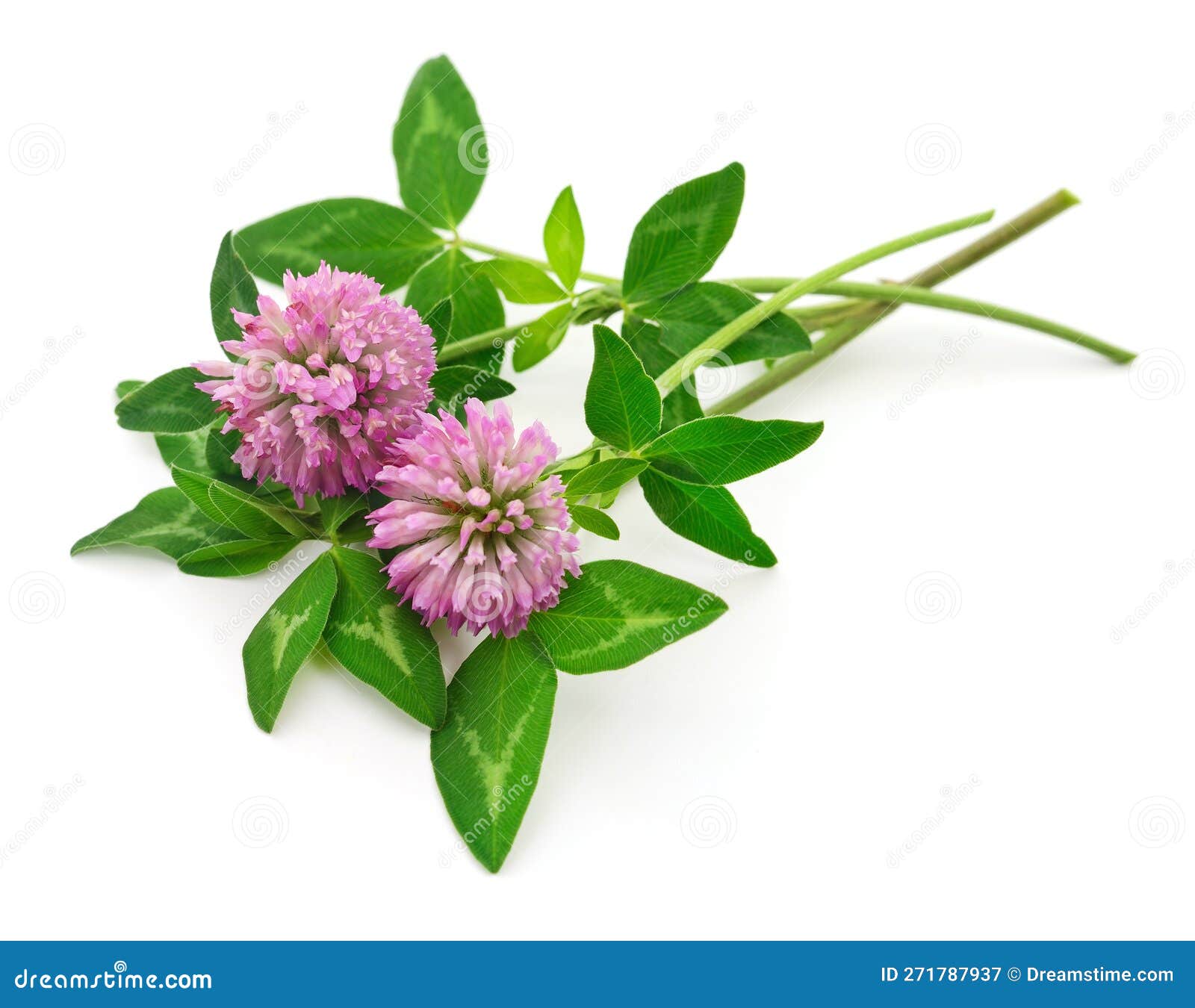 Pink clover flowers stock image. Image of wildflower 271787937