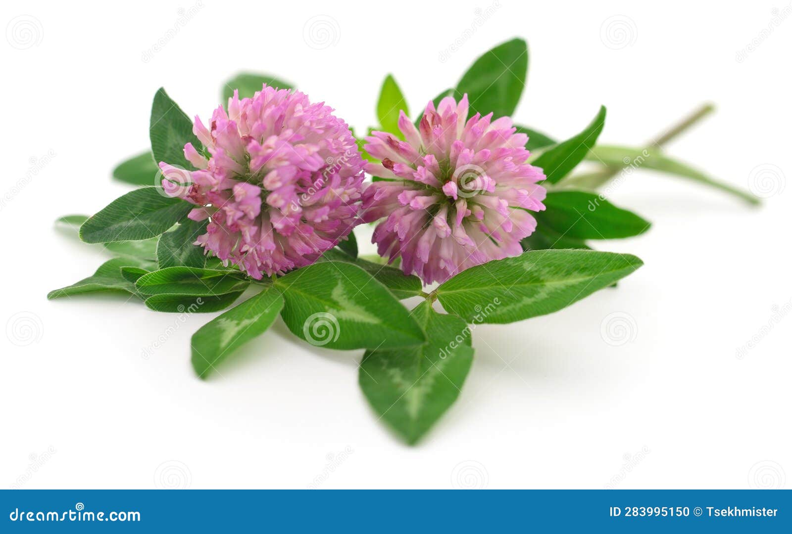 Pink clover flowers stock photo. Image of green, clover 283995150