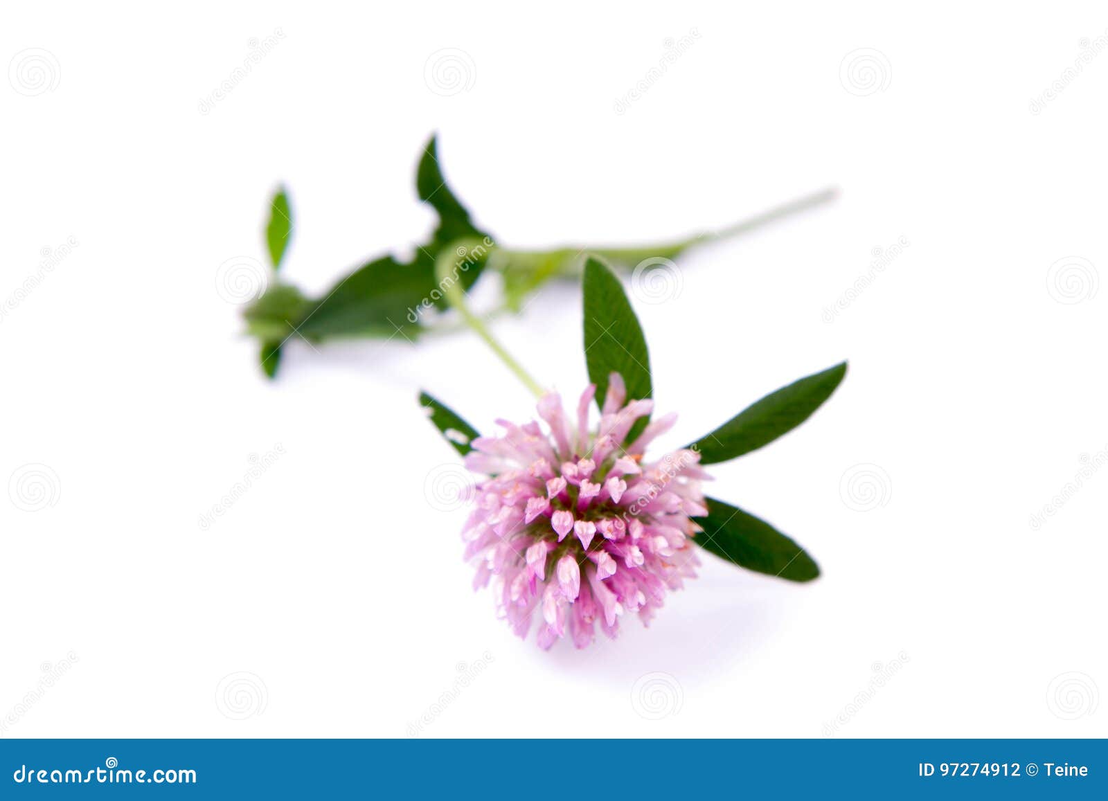 Pink clover flowers stock photo. Image of macro, botany 97274912