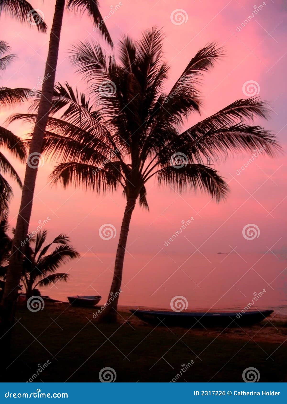 Pink Coconuts stock photo. Image of thai, ocean, beach 2317226