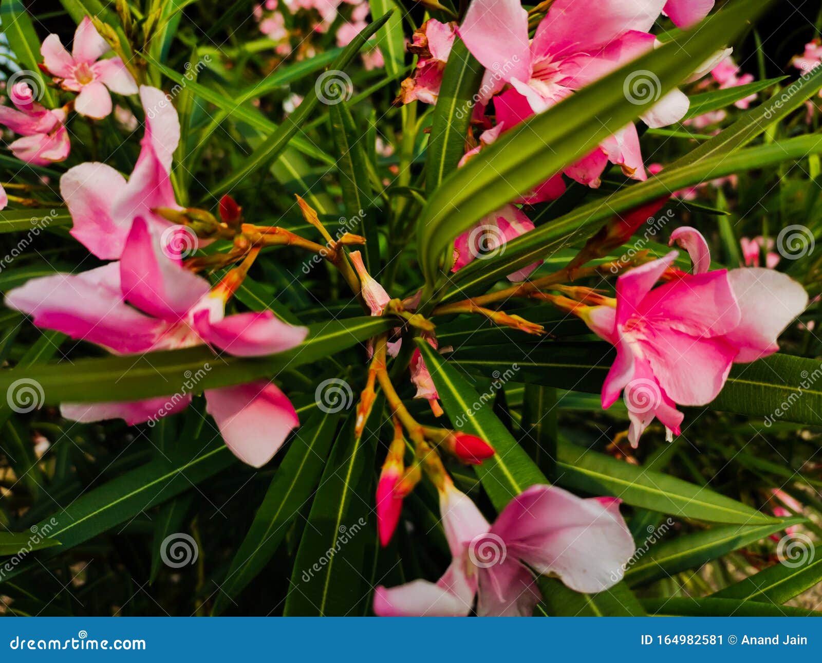 pink color flowers with leafs