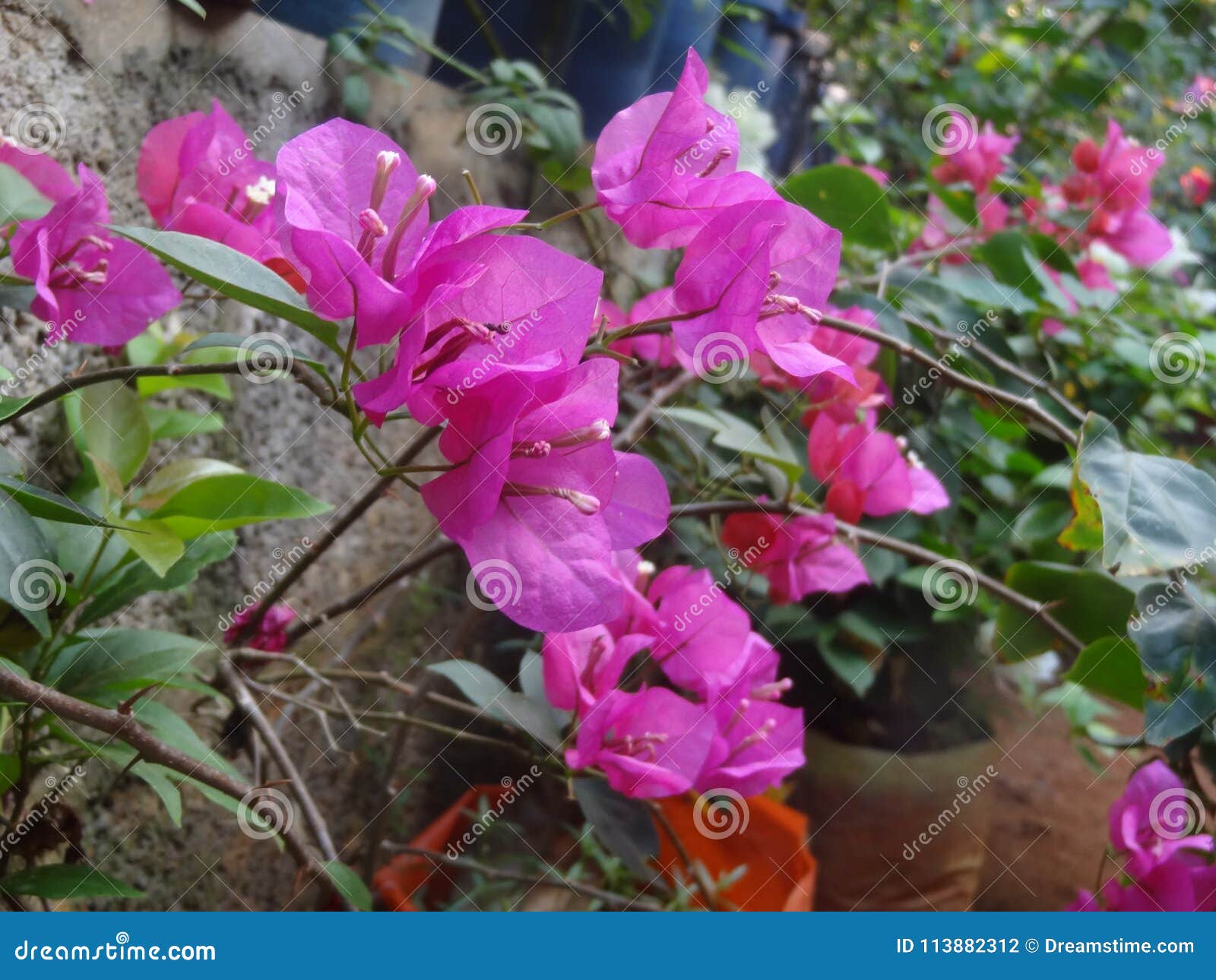 bougainvillea or bouganvilla flowers in pink colour