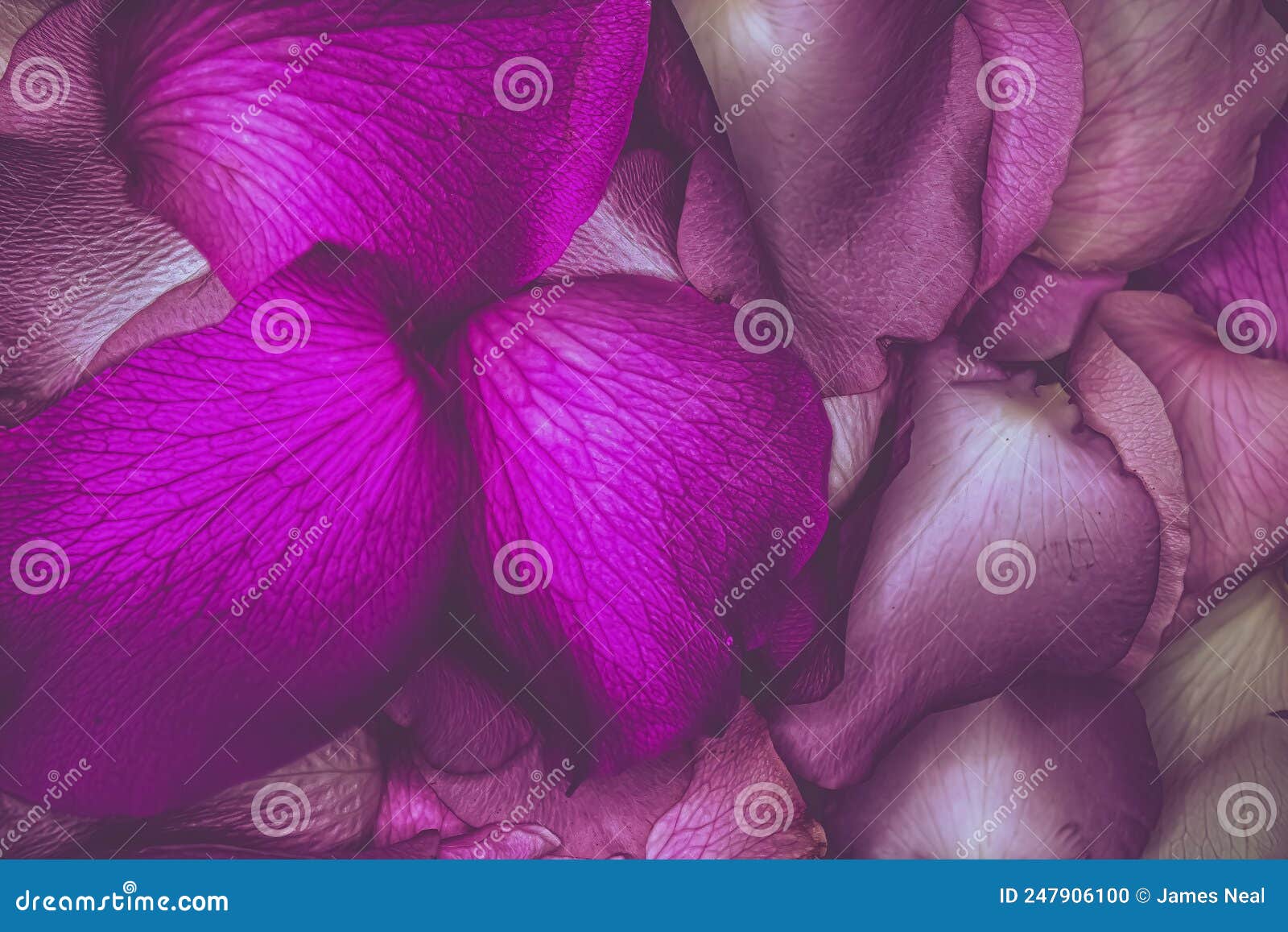 Pink Colored Rose Petals Piled Together Stock Photo Image of