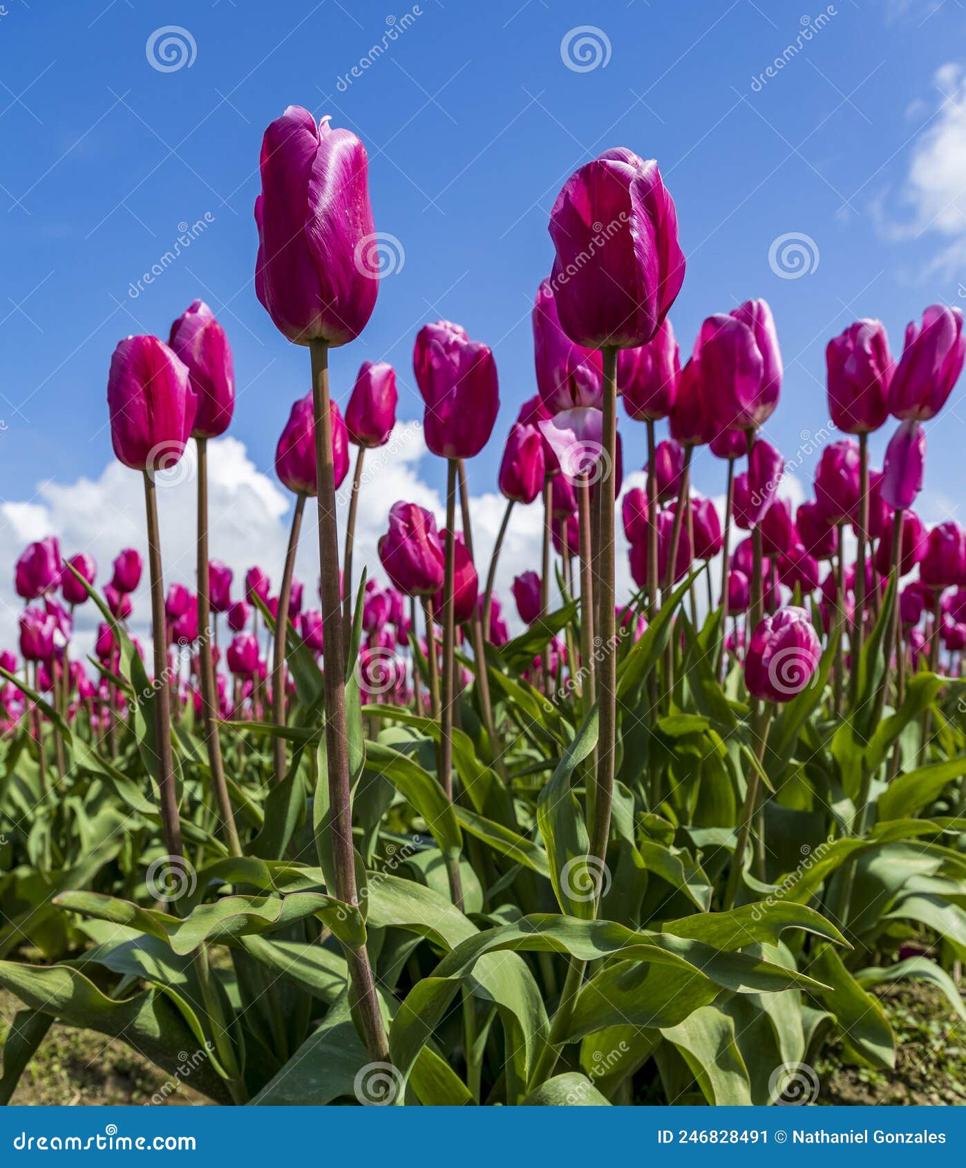Pink Colored Tulip Field in Skagit , Washington during Spring Stock