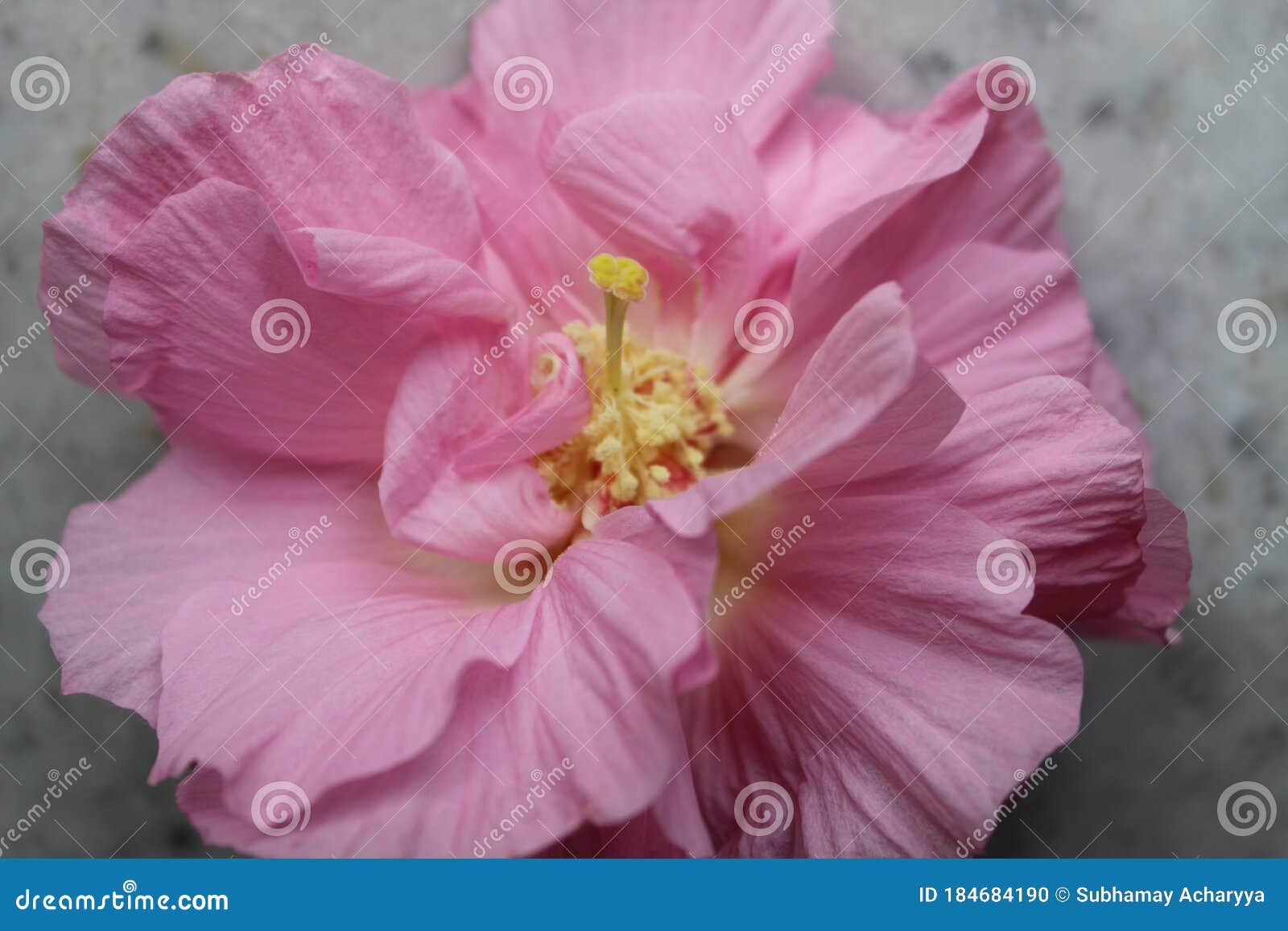 Pink Colorful Hibiscus Mutabilis Also Known As The Confederate Rose Dixie Rosemallow Or The Cotton Rosemallow Flower Closeup Stock Photo Image Of Dixie Flora