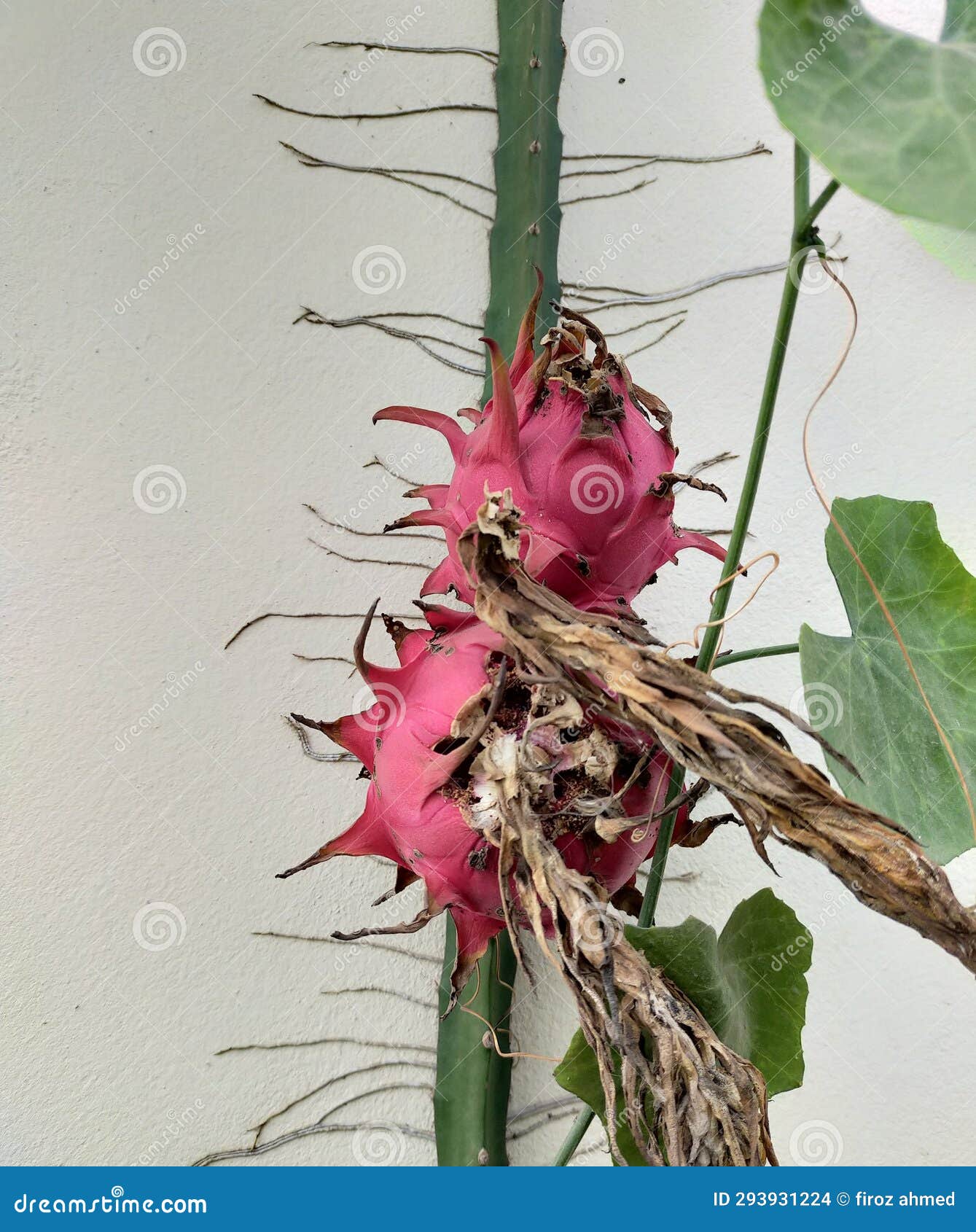 Pink Colour Dragon Fruit on the Dragon Tree Stock Photo - Image of twig ...