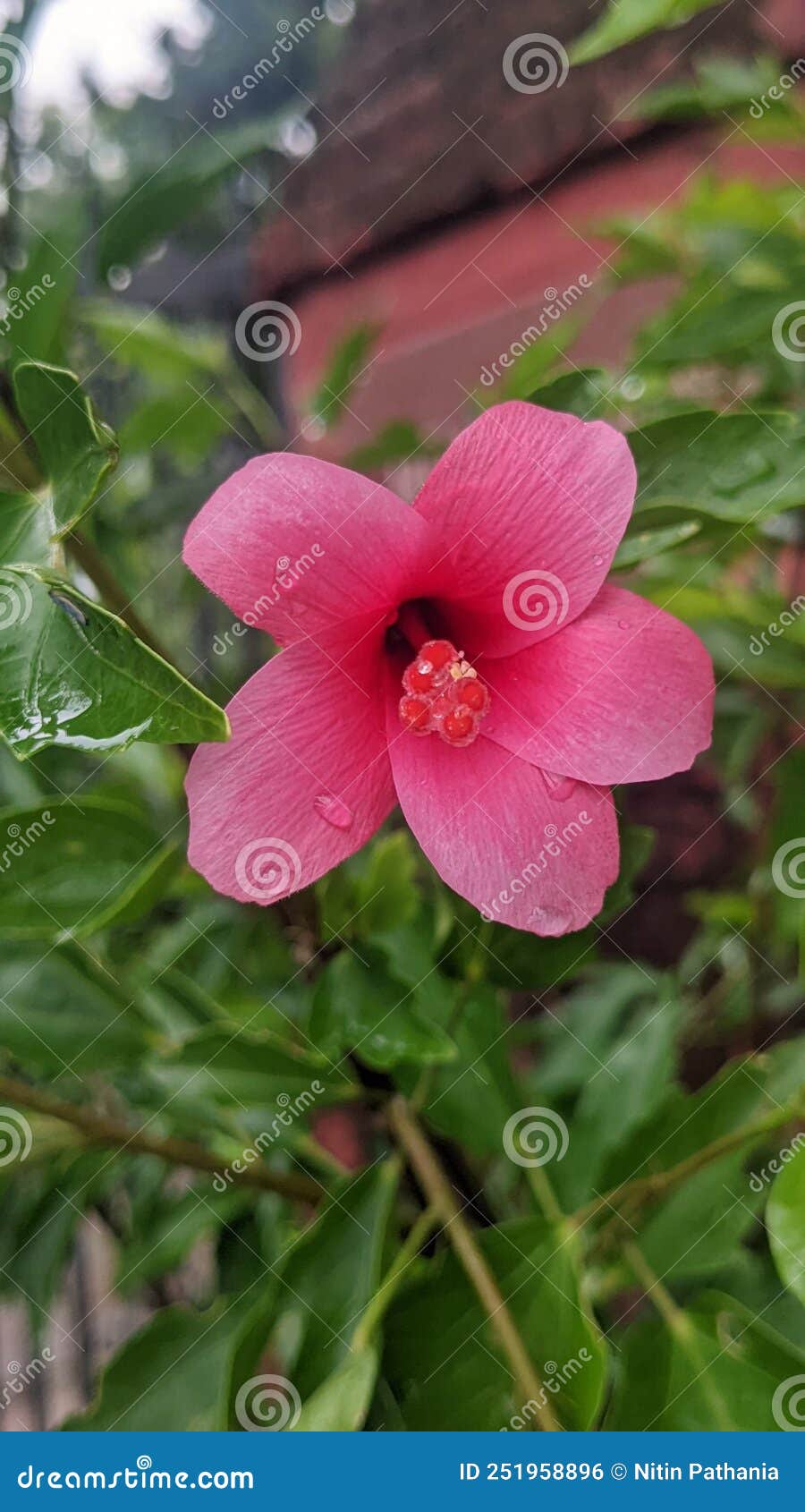 Pink Colour Flower so Beautiful Stock Photo Image of colour, beautiful 251958896