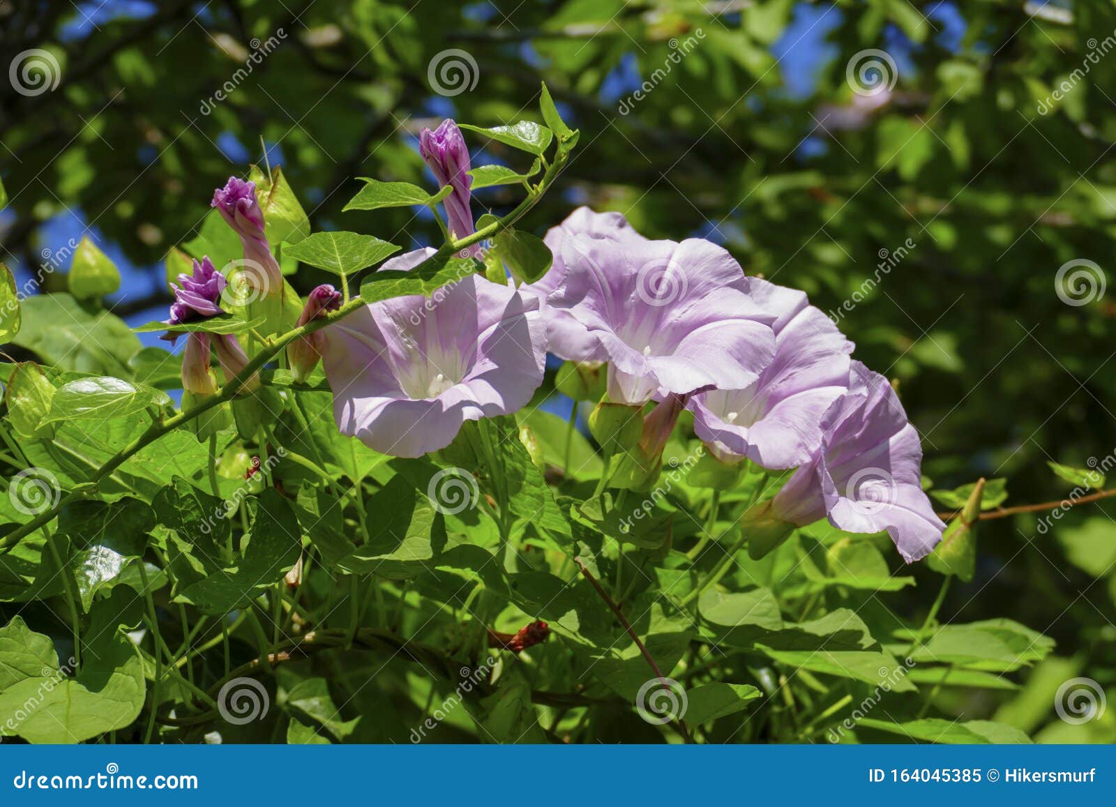 pink coloured hoist convolvulus blossom with blurred background