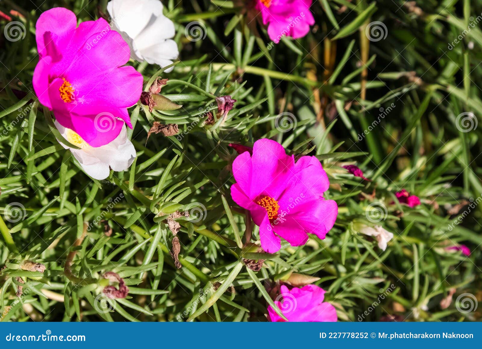 pink common purslane flower in the garden., pusley