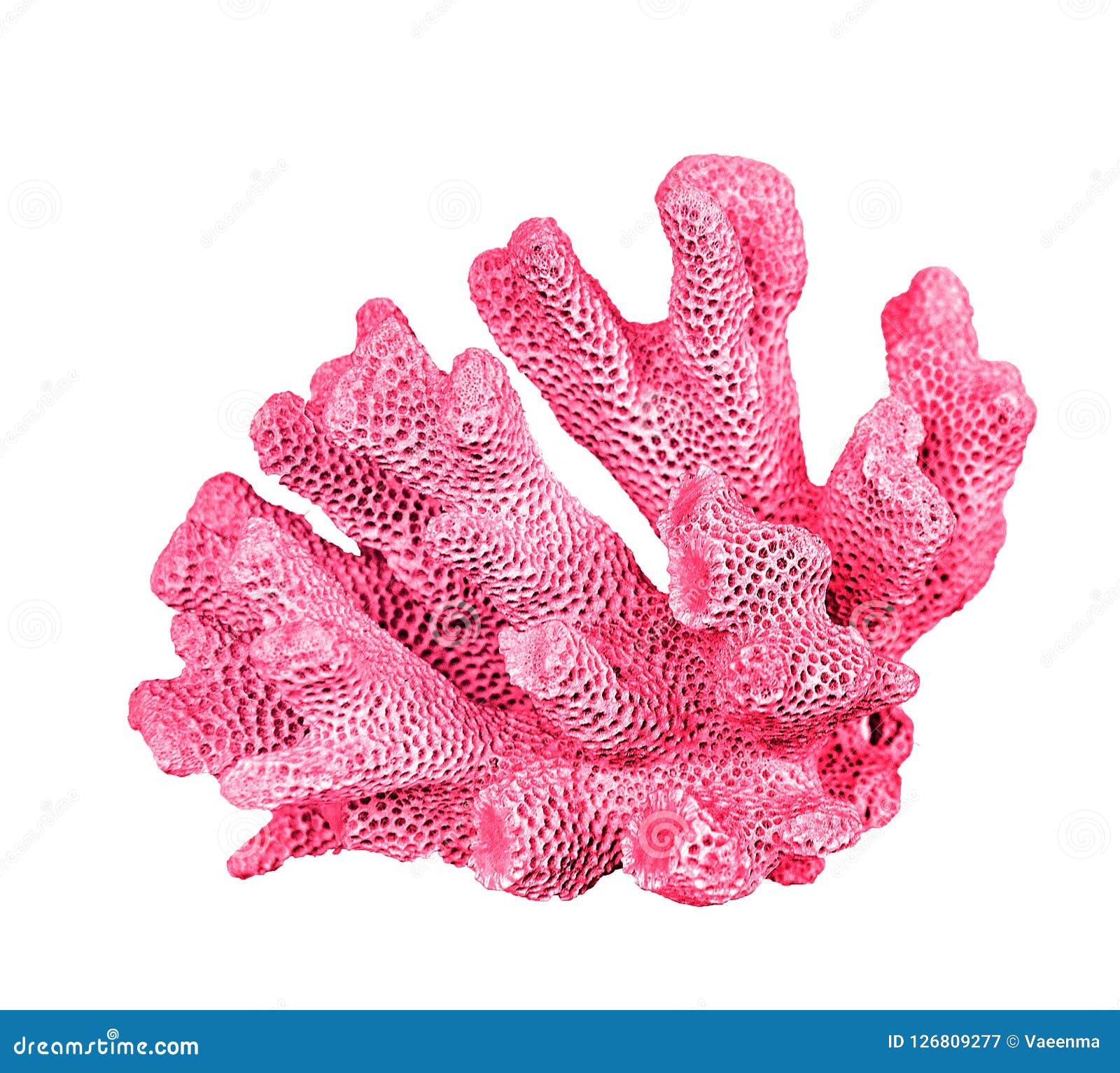 Coral Isolated on White Background Stock Image - Image of close ...