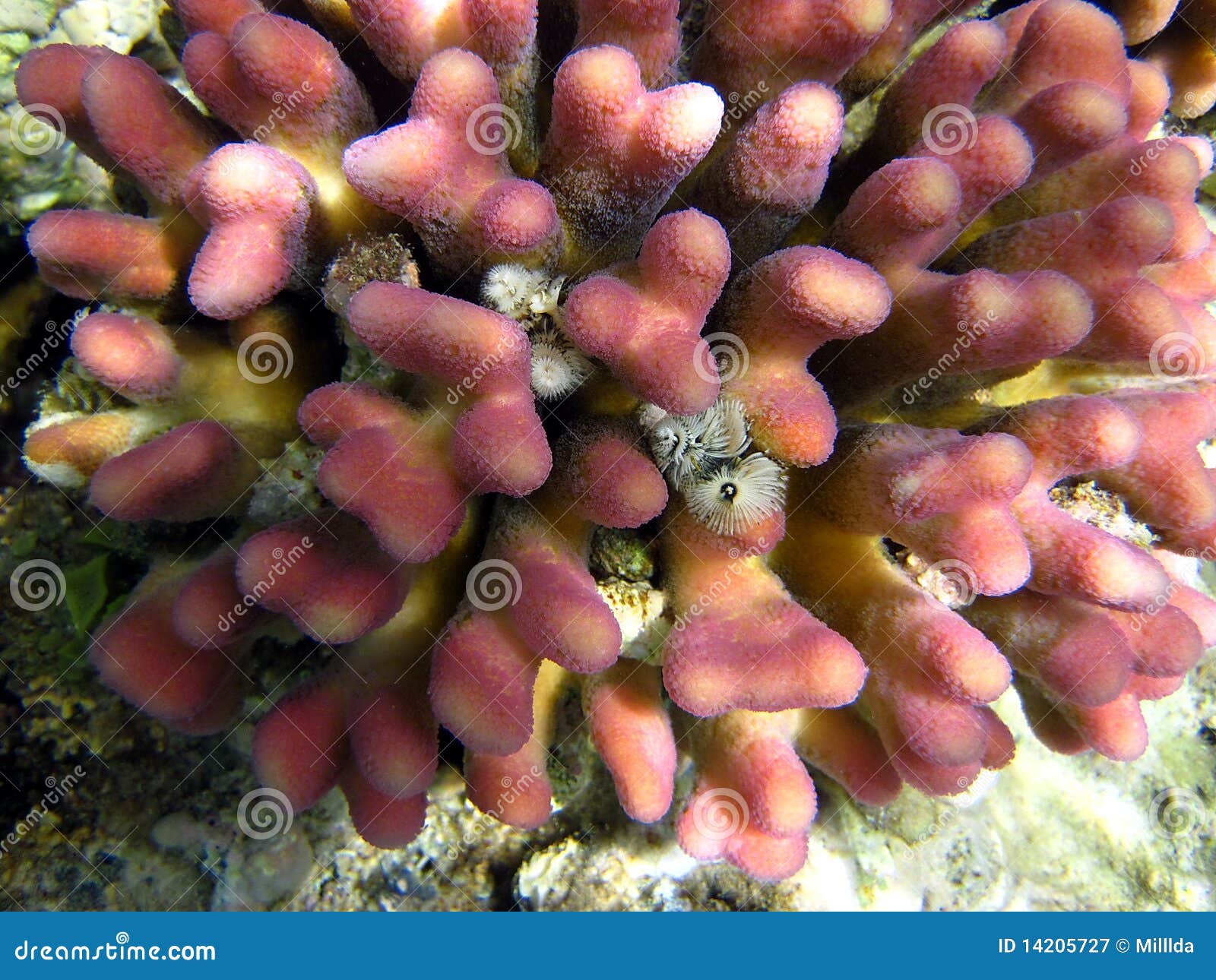 Pink coral reef stock image. Image of diving, macro, nature - 14205727