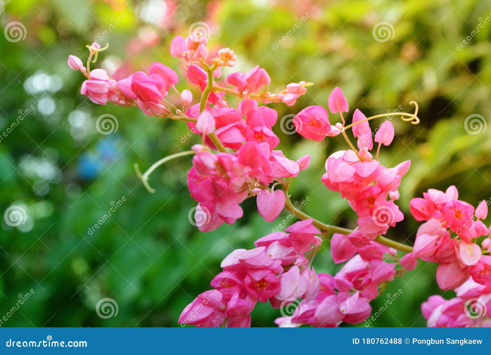 Pink Coral Vine Flower Blooming And Green Light Bokeh Background Stock Photo Image Of Leaf Plant 180762488