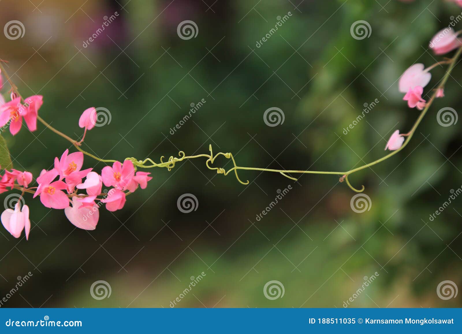 Pink Coral Vine Or Mexican Creeper Or Chain Of Love Flowers Antigonon Leptopus Hook Arn Categories Species Of Polygonaceae Stock Image Image Of Greeting Hold 188511035