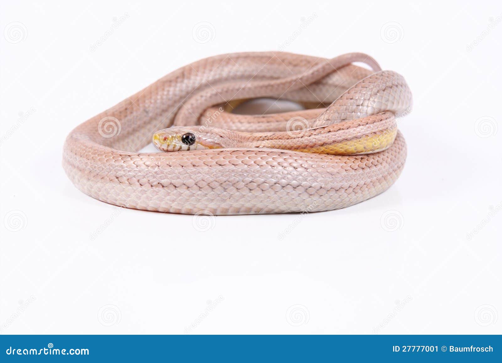 Pink Corn Snake stock image. Image of phanteopis, crawler 27777001