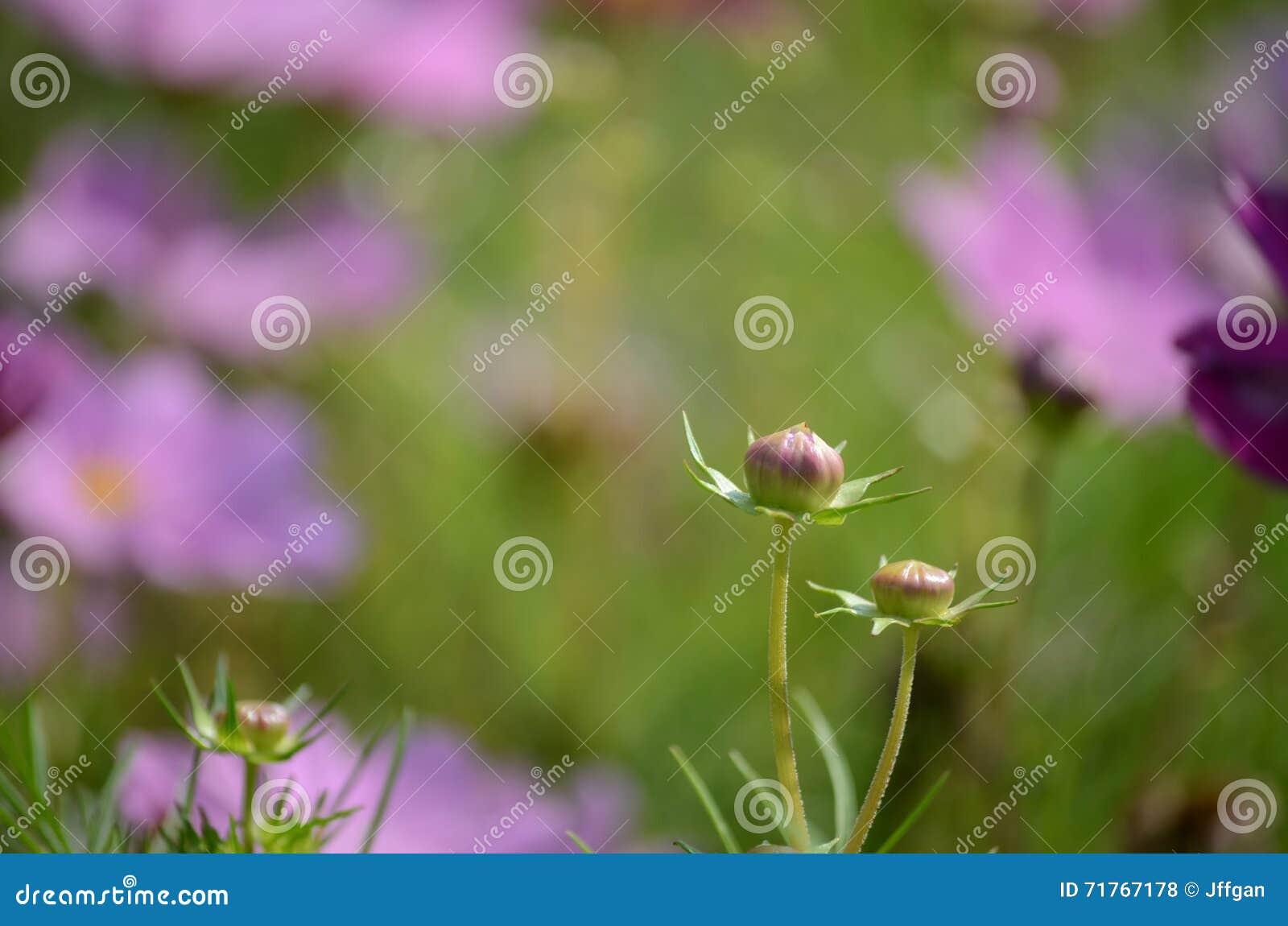 Pink Cosmos Flower Bud stock photo. Image of pink, green 71767178