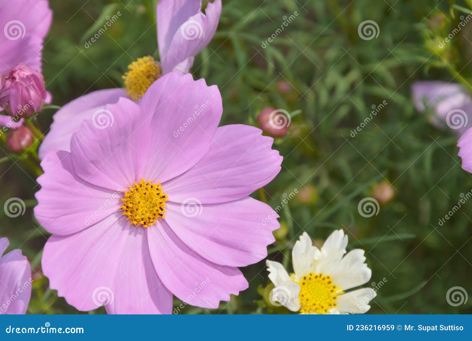 Pink Cosmos Flowers Blooming in the Morning Stock Image Image of