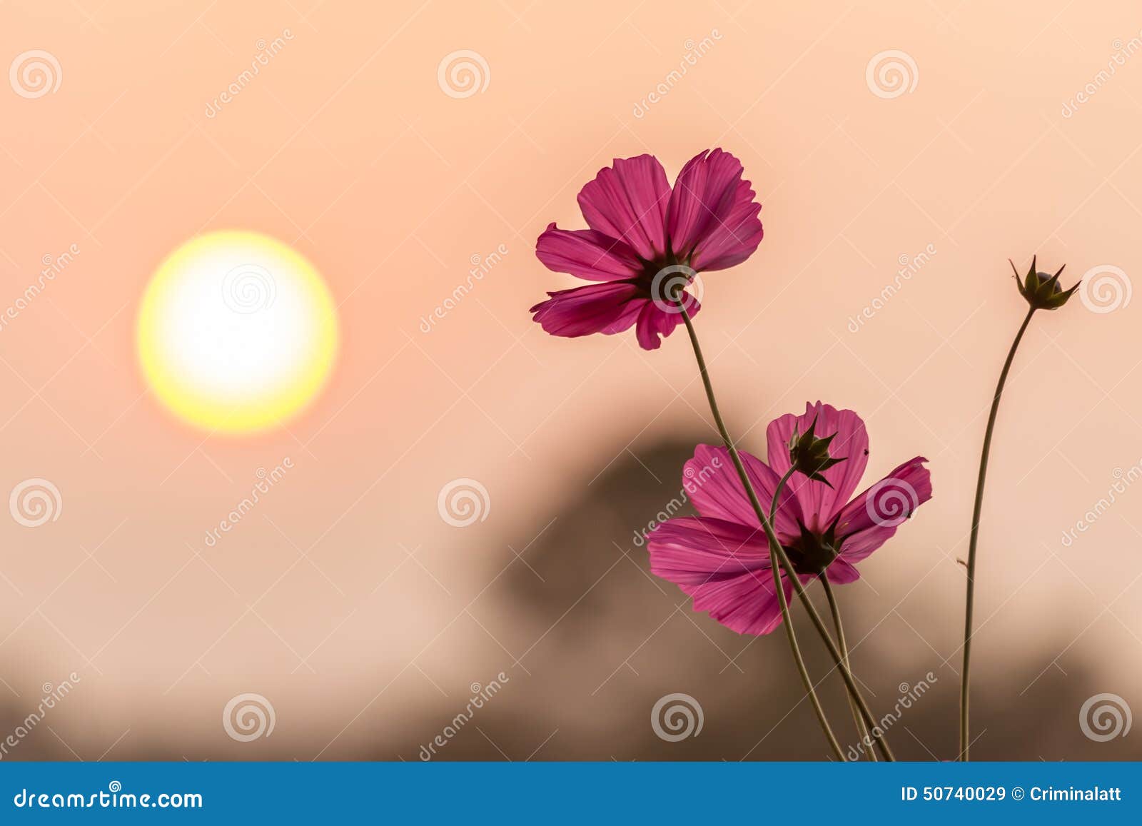 Pink cosmos with sunset stock image. Image of beautiful 50740029