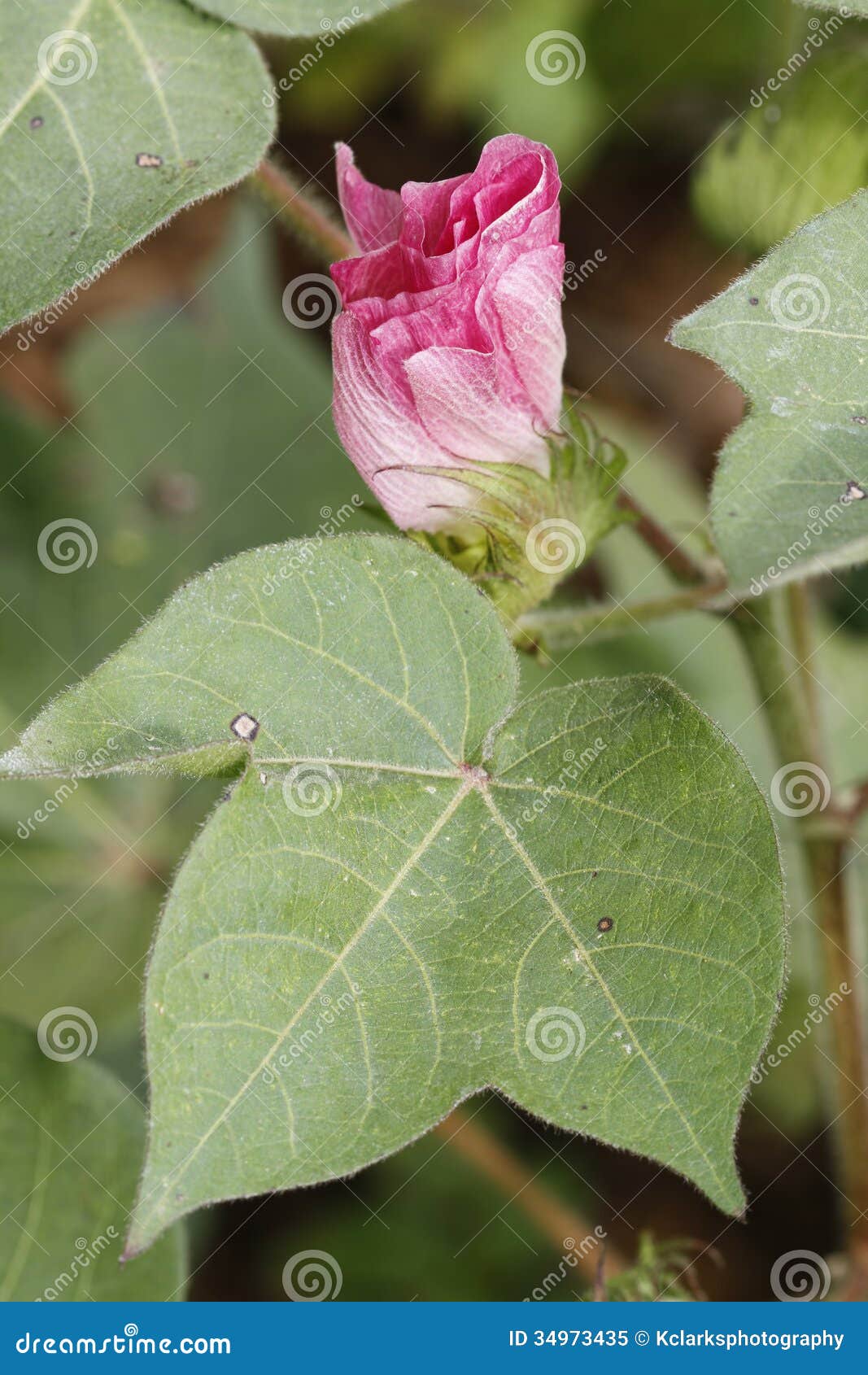 Pink Cotton Blossom - Gossypium Stock Image - Image of states