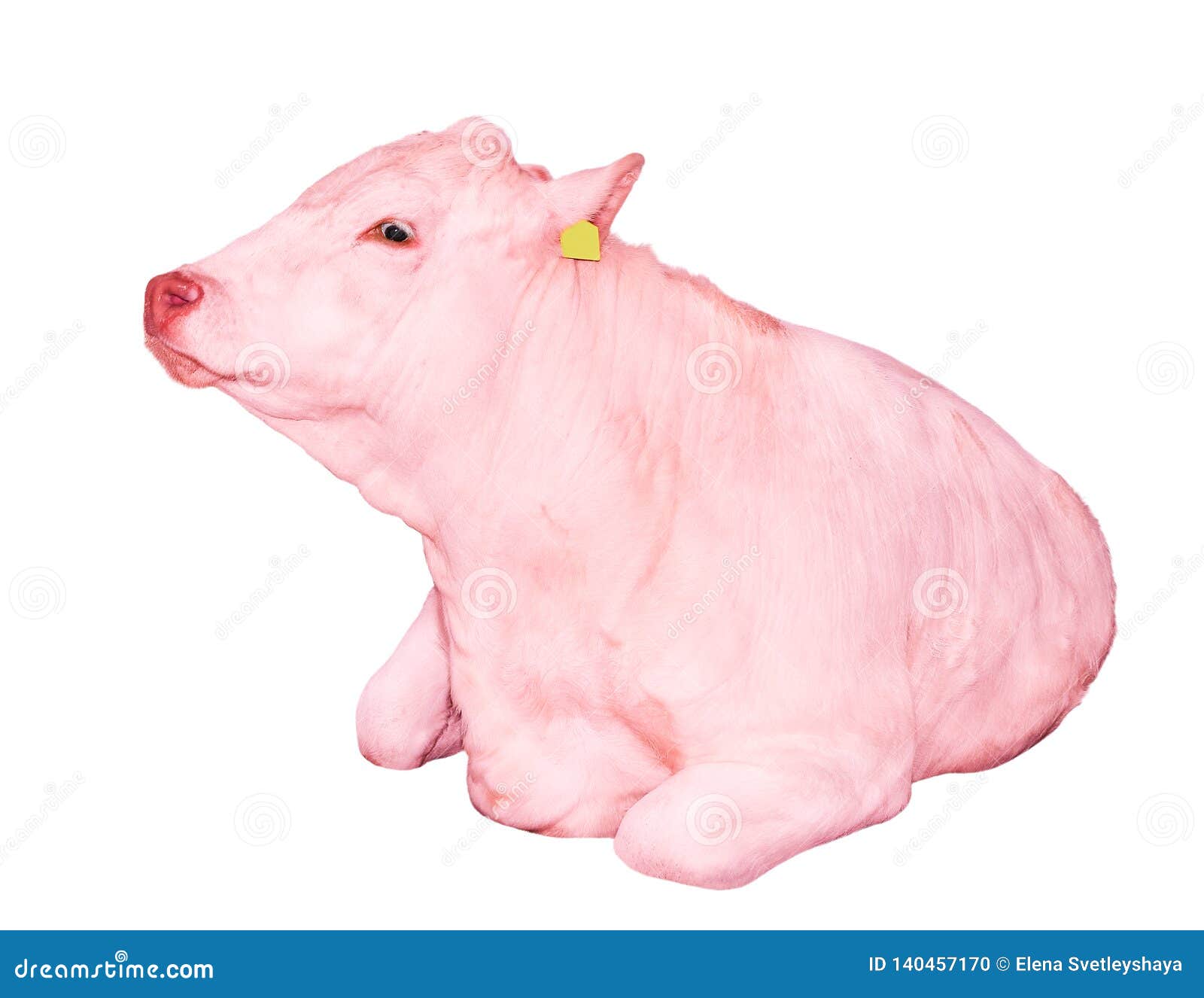 Pink Cow Lying Isolated on a White Background. Big White Funny Cow