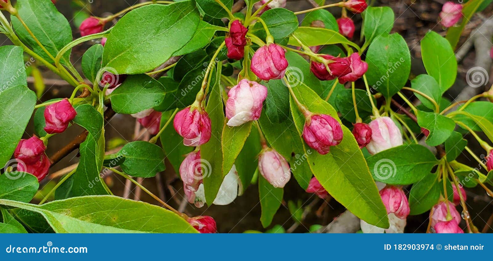 Pink Crab Apple Blossoms with Green Leaves Stock Photo Image of tree