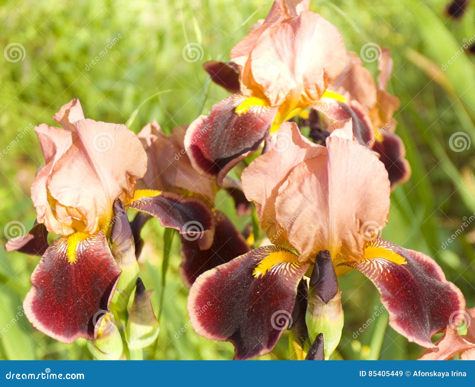 Pink and crimson irises stock image. Image of garden 85405449