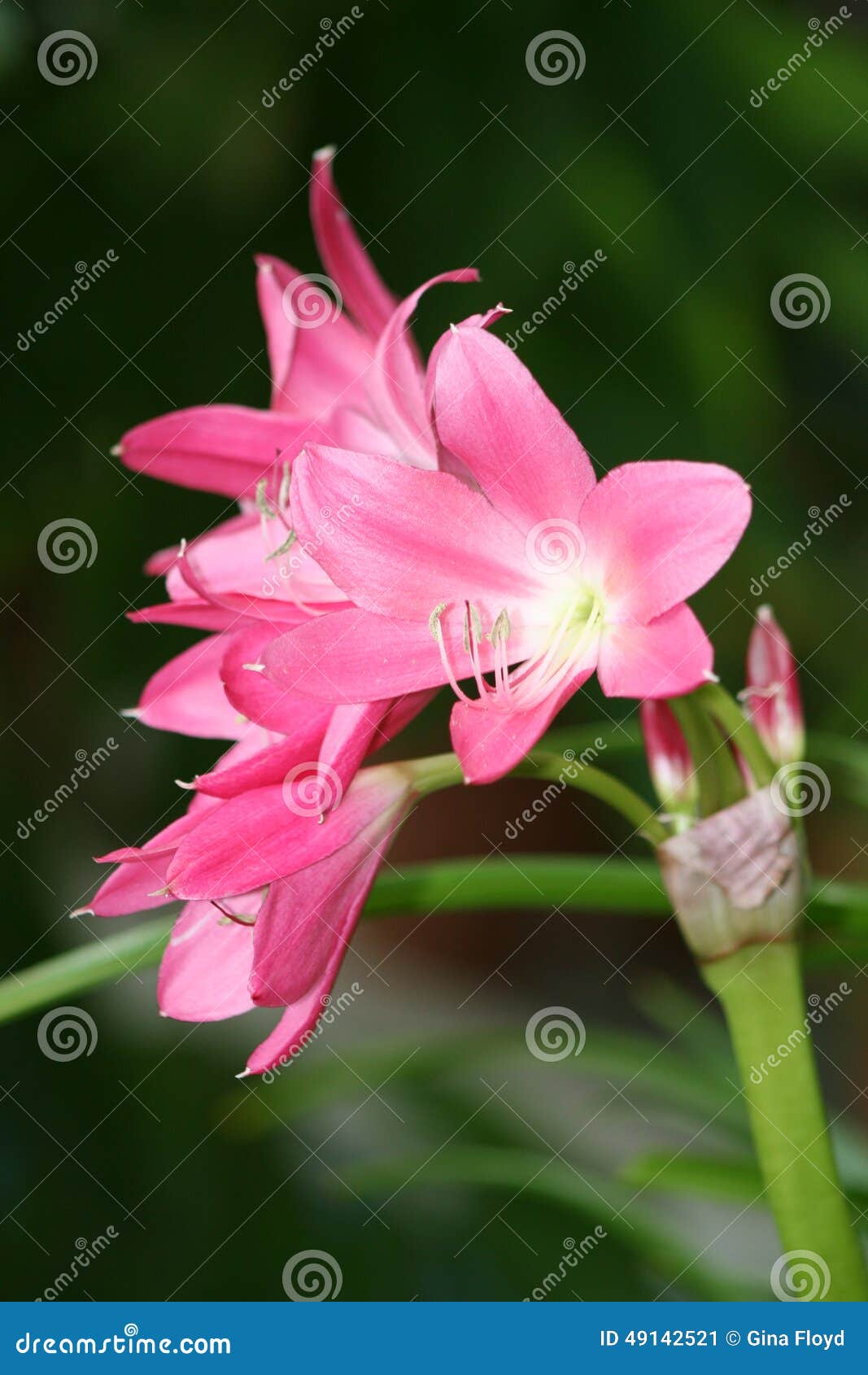 Pink Crinum Lily In The Park, Cape Lily, Poison Bulb, Spider Lily Stock