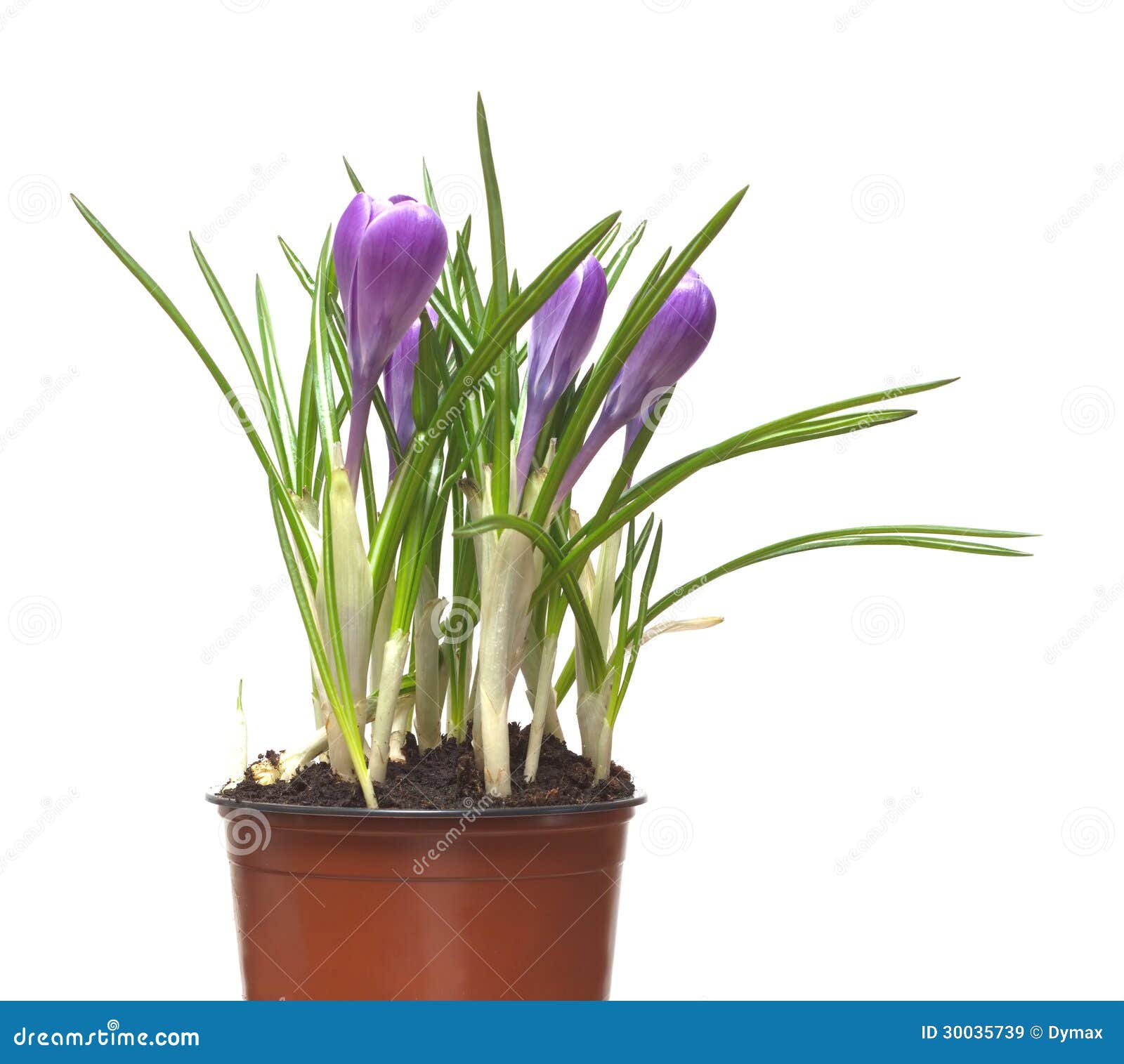 Crocuses Flowers in Pot Isolated Stock Image Image of grow, isolated 30035739