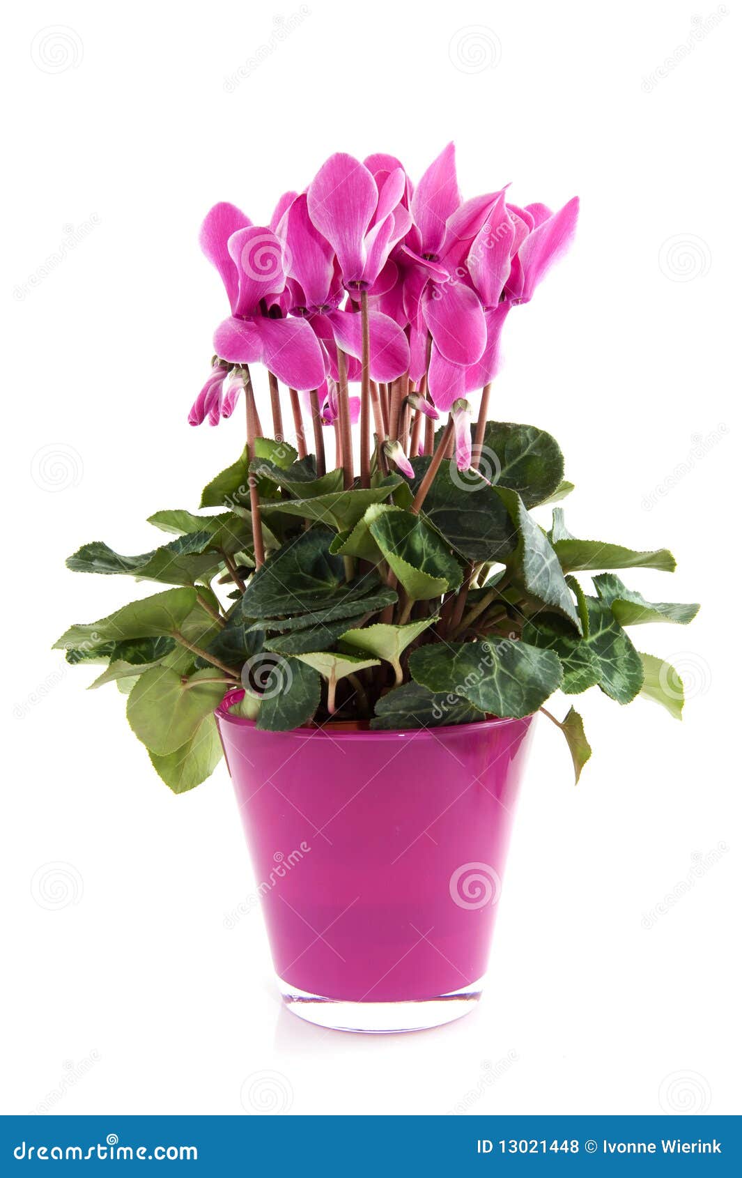 Pink Cyclamen in flower pot isolated over white