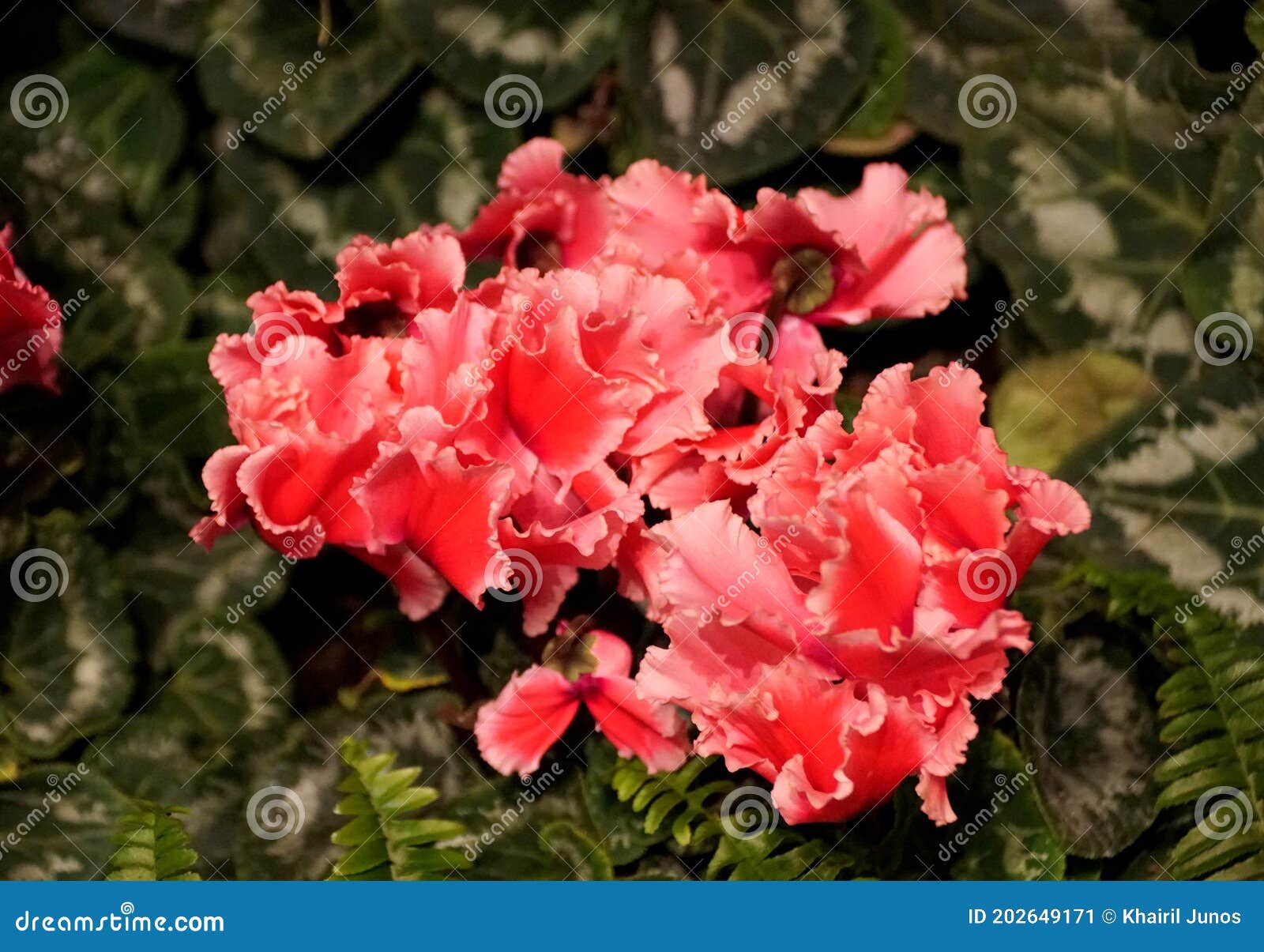 pink cyclamen `fantasia deep rose` flowers