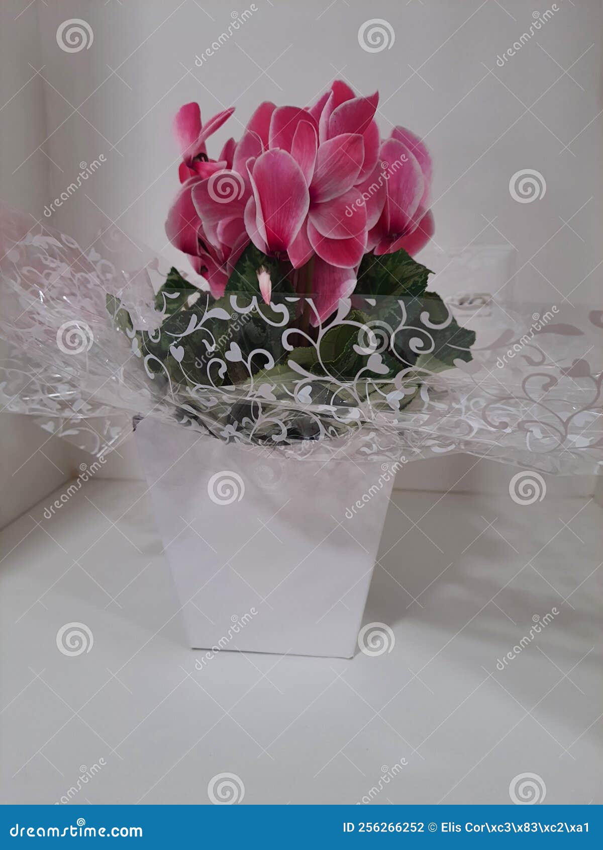 pink cyclamen persicum, in a gift-wrapped vase, .