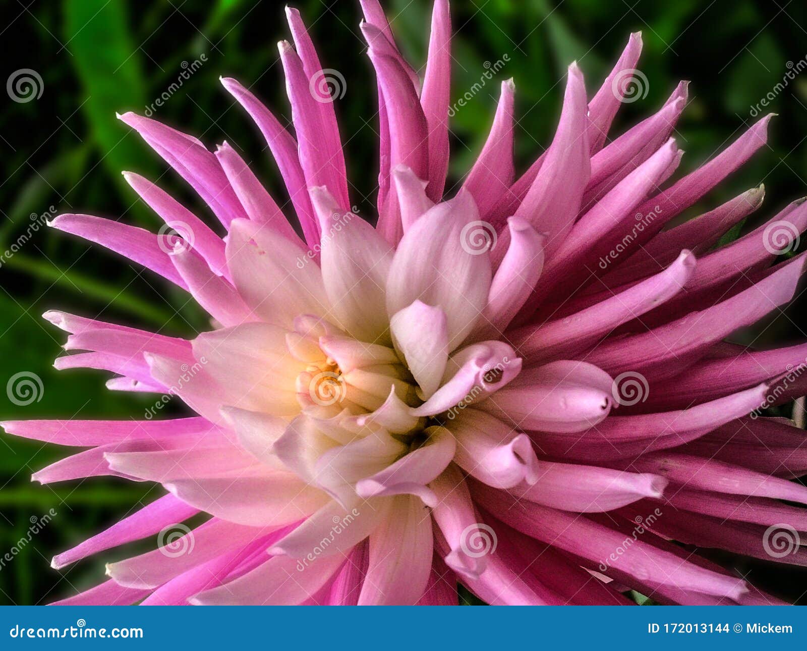 pink dahlia aitara caress flower close up