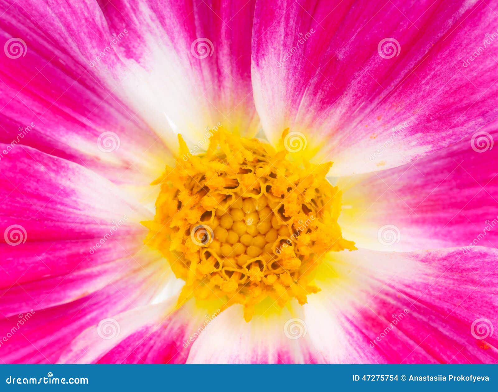 Pink dahlia stock photo. Image of closeup, growth, blooming 47275754