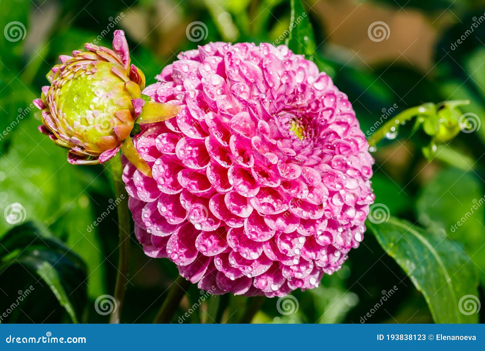 Pink Dahlia Flower With Raindrops Growing In The Garden Stock Image Image Of Bloom Raindrops