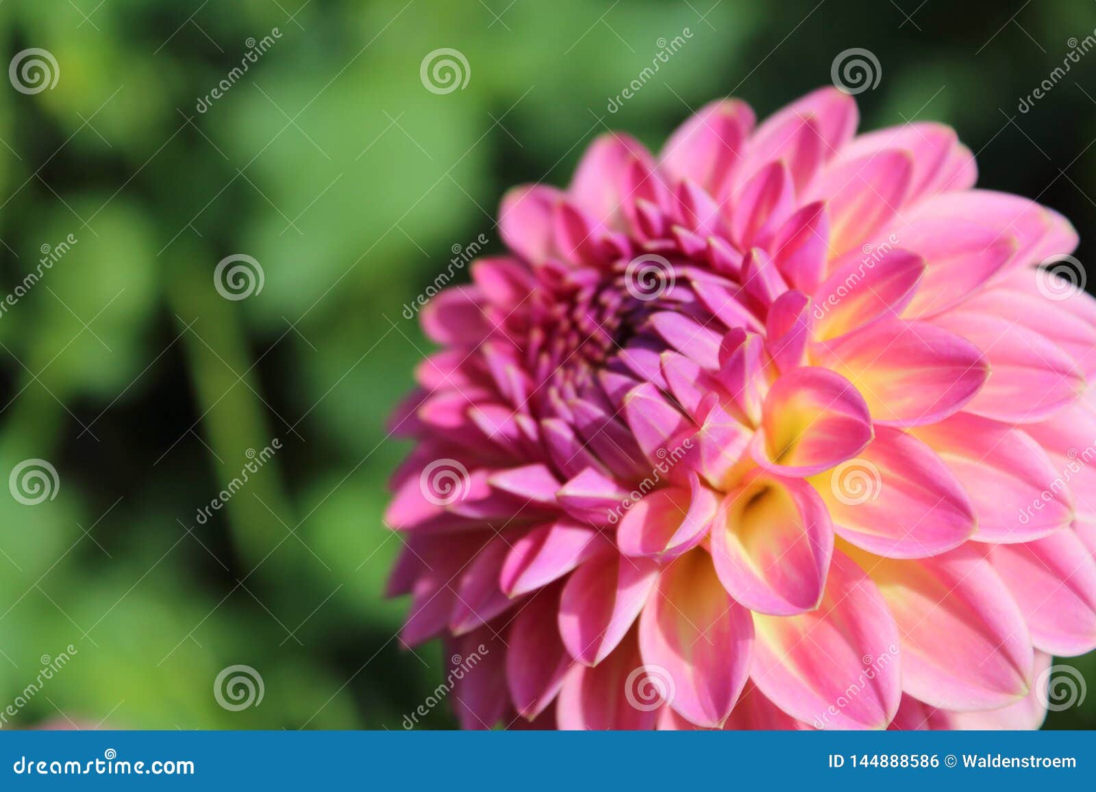 Pink Dahlia Flower Pink Suffusion Stock Photo - Image of flowers