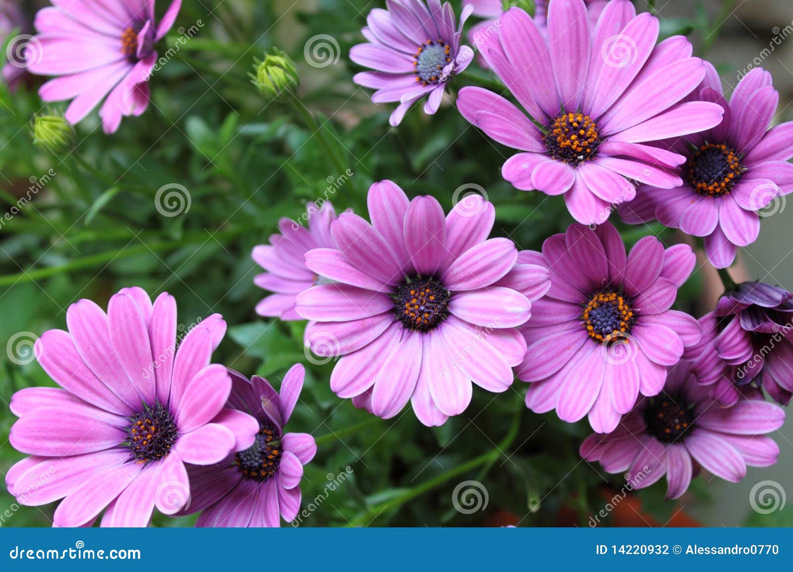 Pink daisies stock photo. Image of blossom, daisy, green 14220932