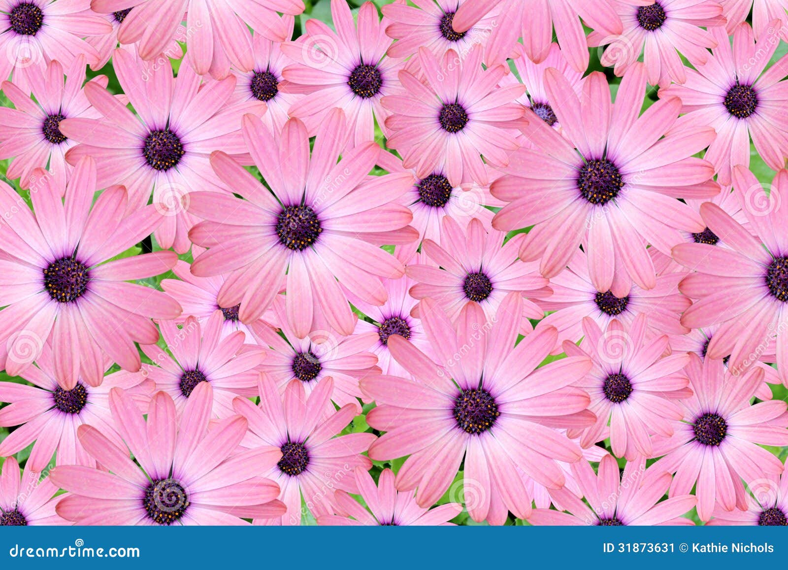 Pink Daisies Background Stock Image Image 31873631