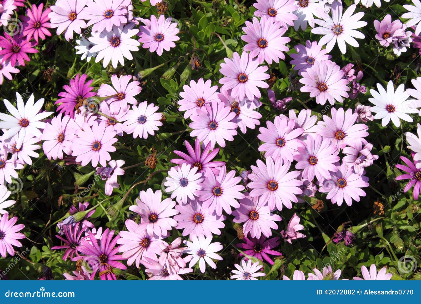 Pink daisies stock photo. Image of details, detailed 42072082
