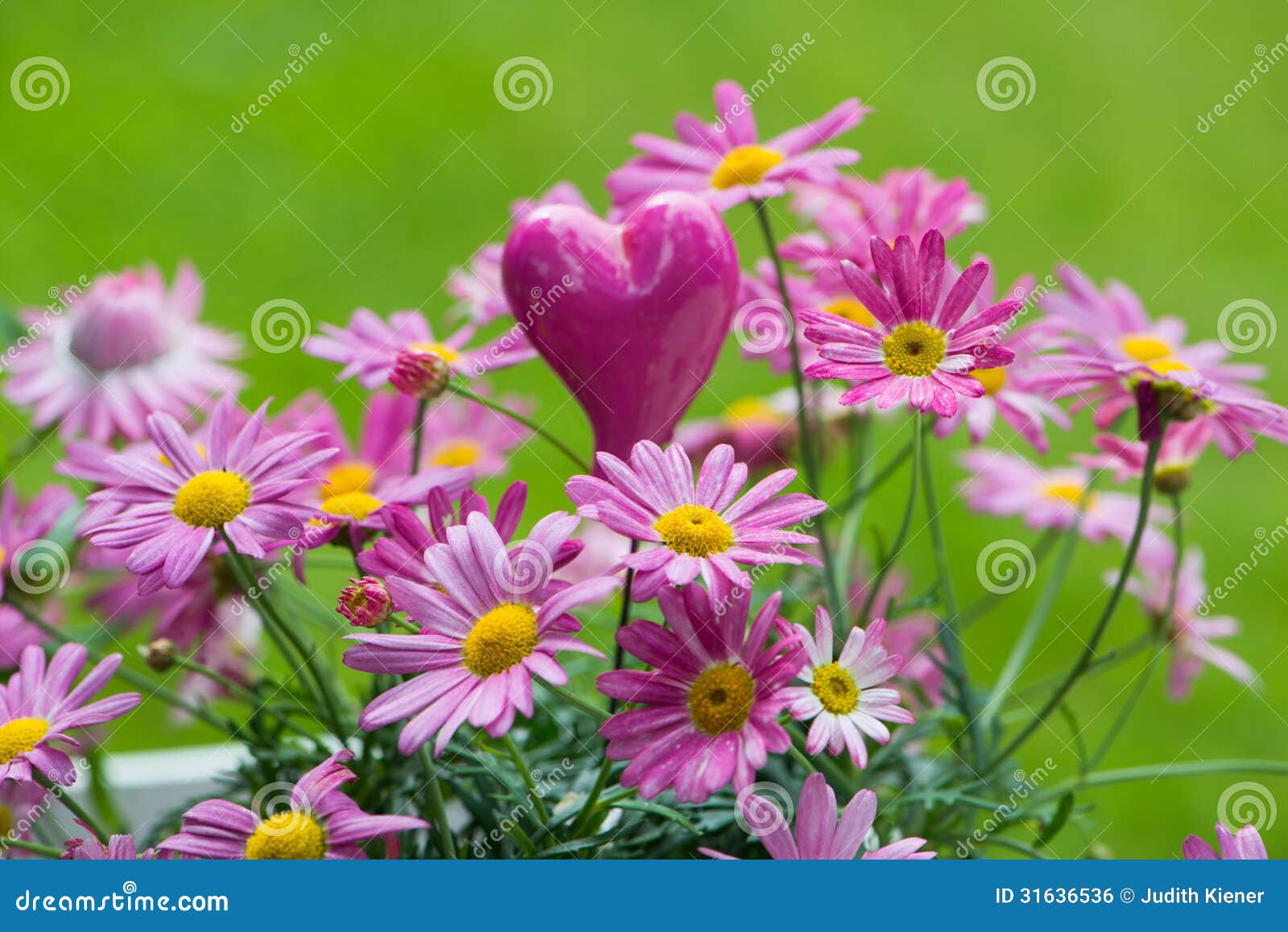 Pink daisies stock photo. Image of leucanthemum, flowers 31636536