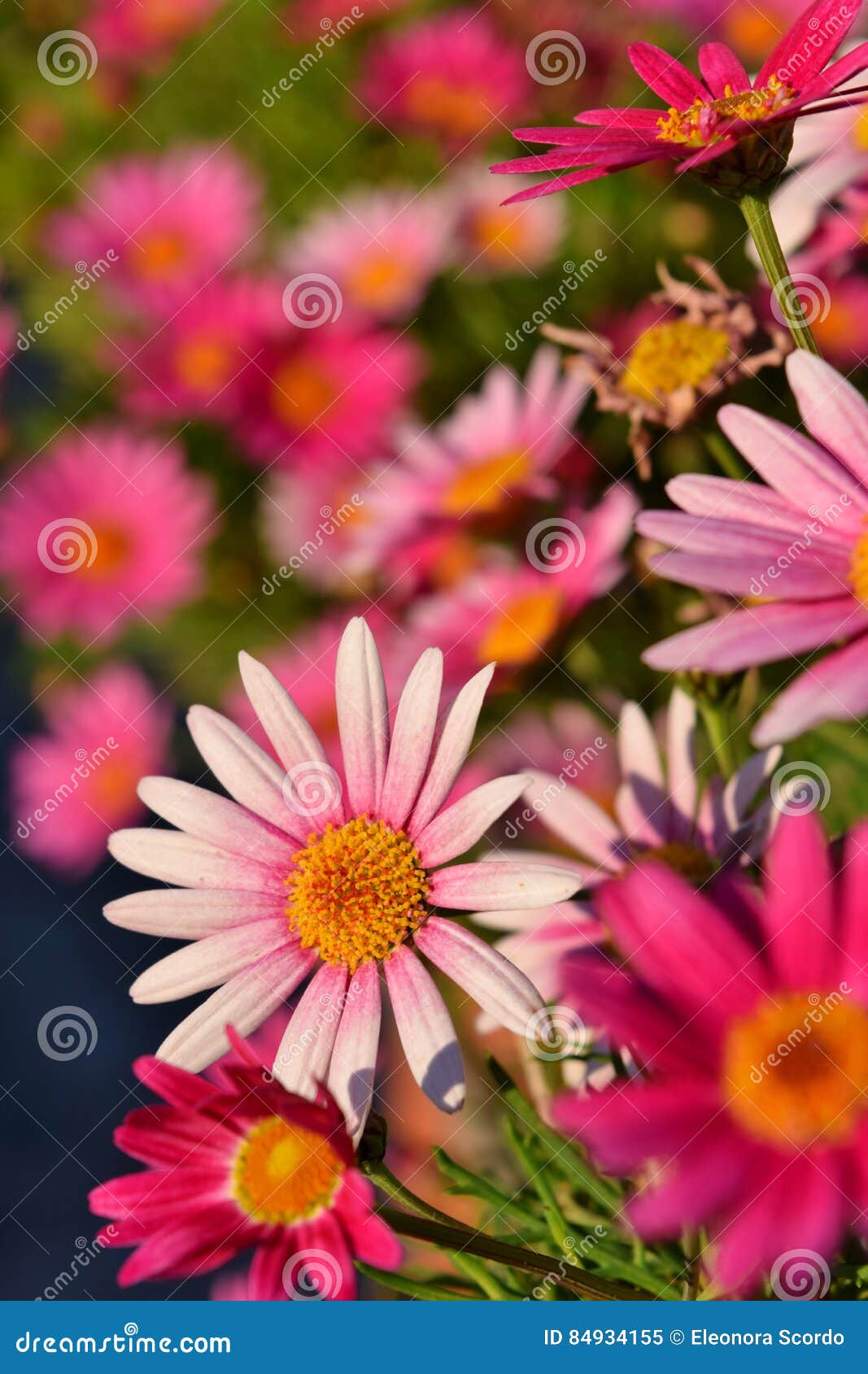 Pink daisies stock image. Image of detail, garden, plant 84934155
