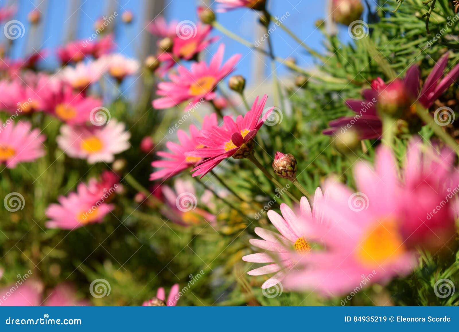 Pink daisies stock image. Image of italy, pink, detail 84935219