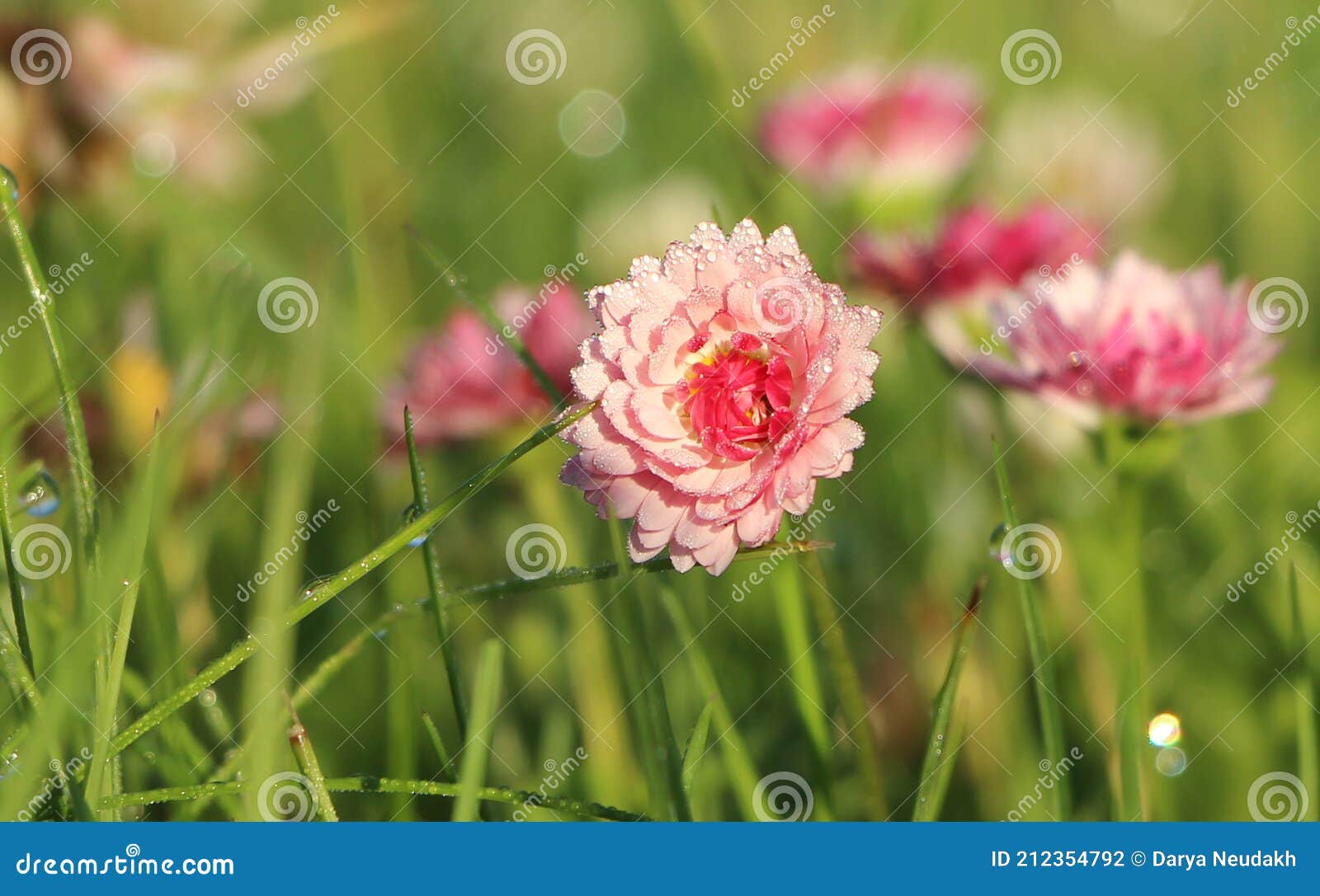 Pink daisies in dew stock photo. Image of nature, outline 212354792