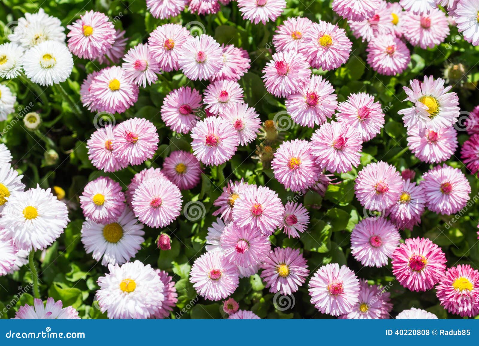 Pink Daisies stock photo. Image of growth, background 40220808