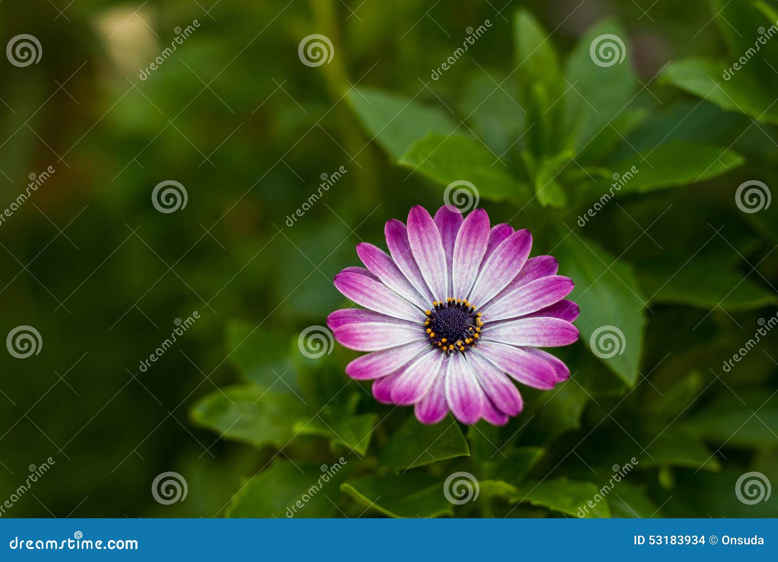 Pink daisies in garden stock photo. Image of daisies 53183934