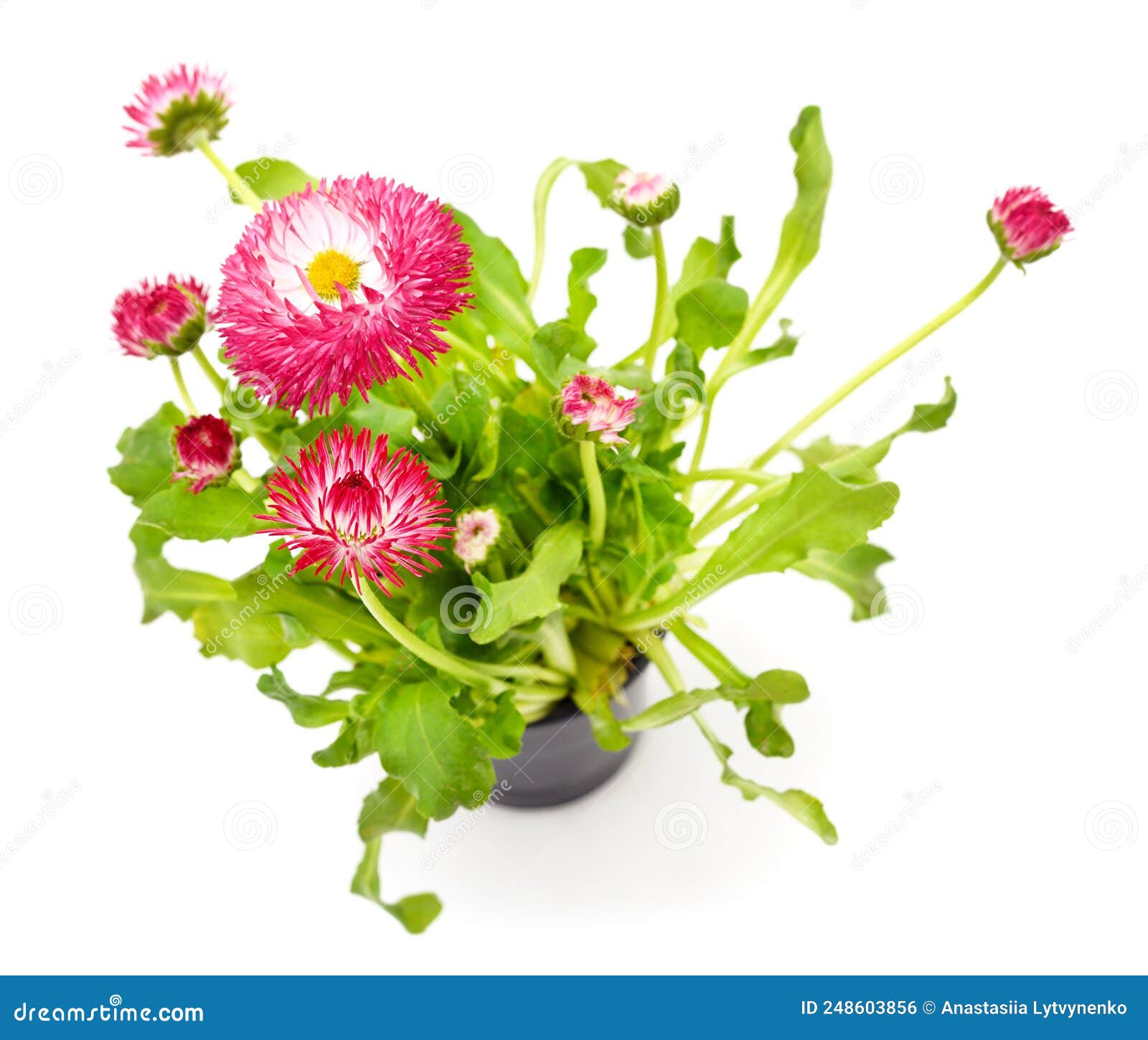 Pink Daisies with Leaves in a Pot Stock Photo Image of balcony, color