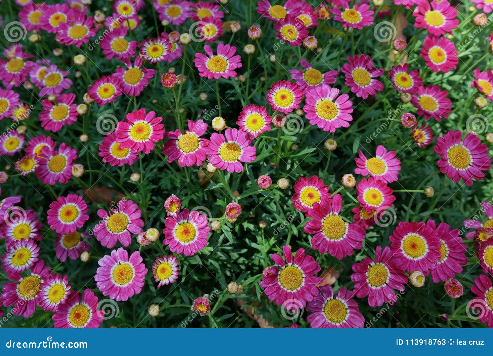 Pink Daisies stock image. Image of garden, pink, flowers 113918763