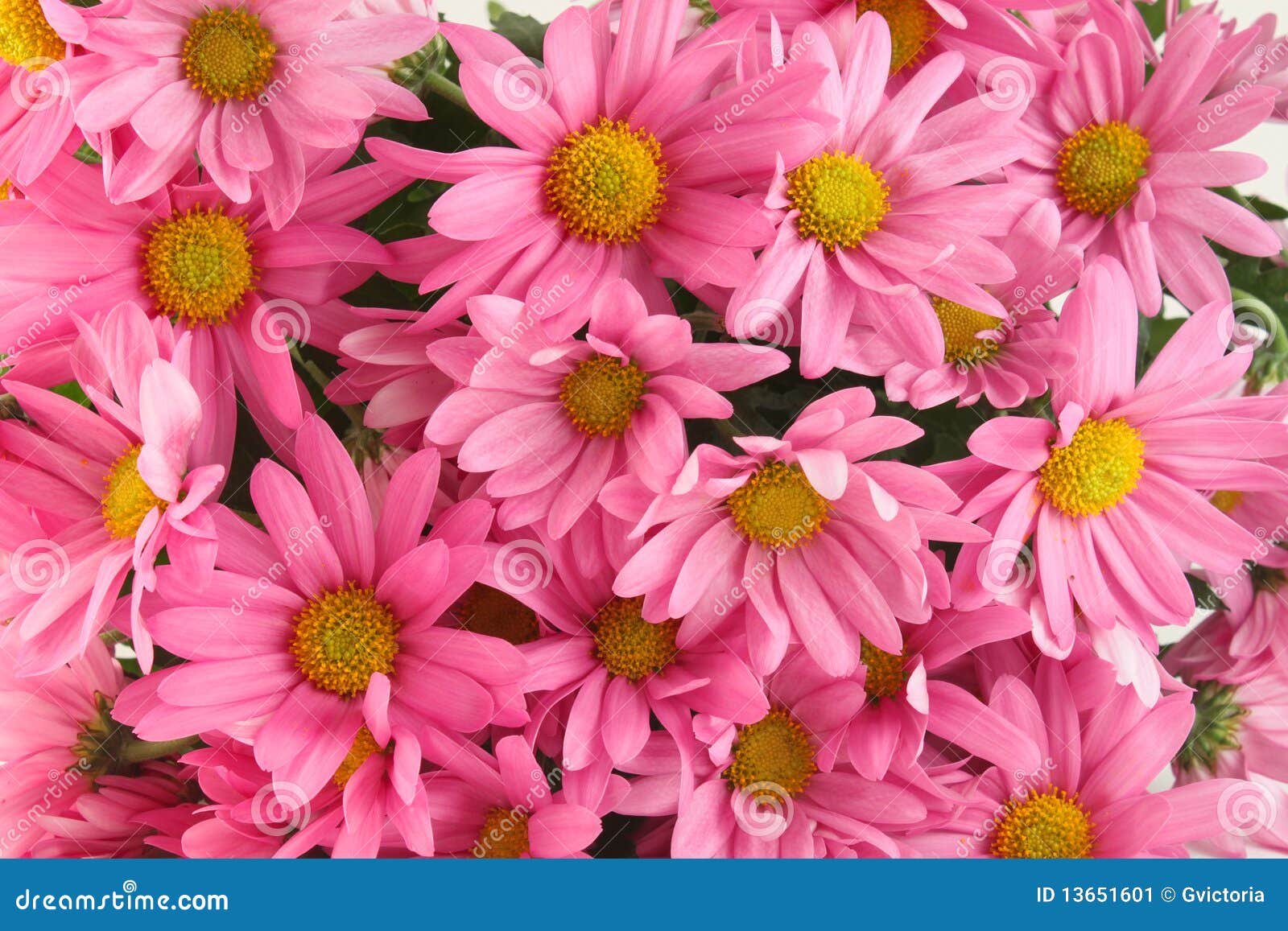 Pink daisy background stock image. Image of spring, springtime 13651601