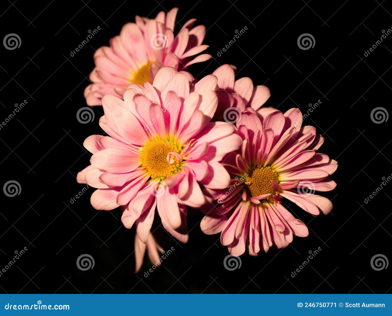 Pink Daisy cluster stock image. Image of spotlight, pink 246750771