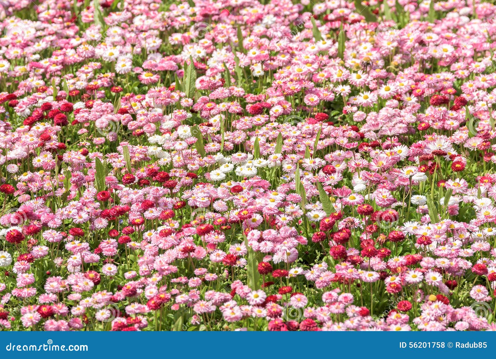 Pink Daisy Field Blossom stock photo. Image of daisy 56201758