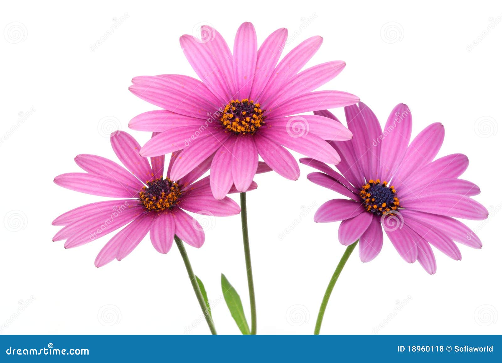 Pictures of pink daisies