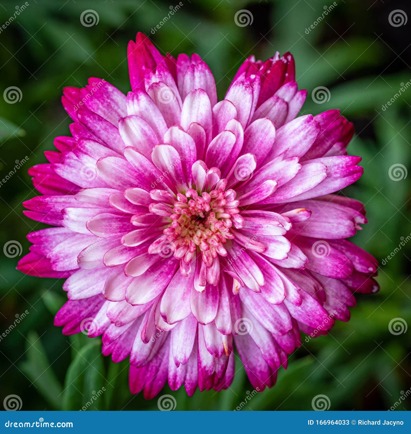 Pink daisy flower in bloom stock image. Image of blooming 166964033
